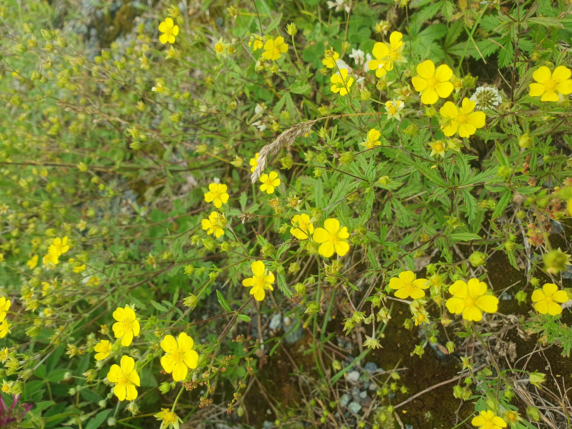 A close-up, eye-level shot captures a patch of wild yellow flowers with five petals each, set against a backdrop of green foliage and a gravelly, dark ground. The flowers are the primary focus, with many blooming and some in bud. A few dried grass stalks are interspersed among the blossoms. The scene is devoid of any human presence or activity, indicating a natural setting within a city environment. The image was taken in Mukhametovo, Russia.