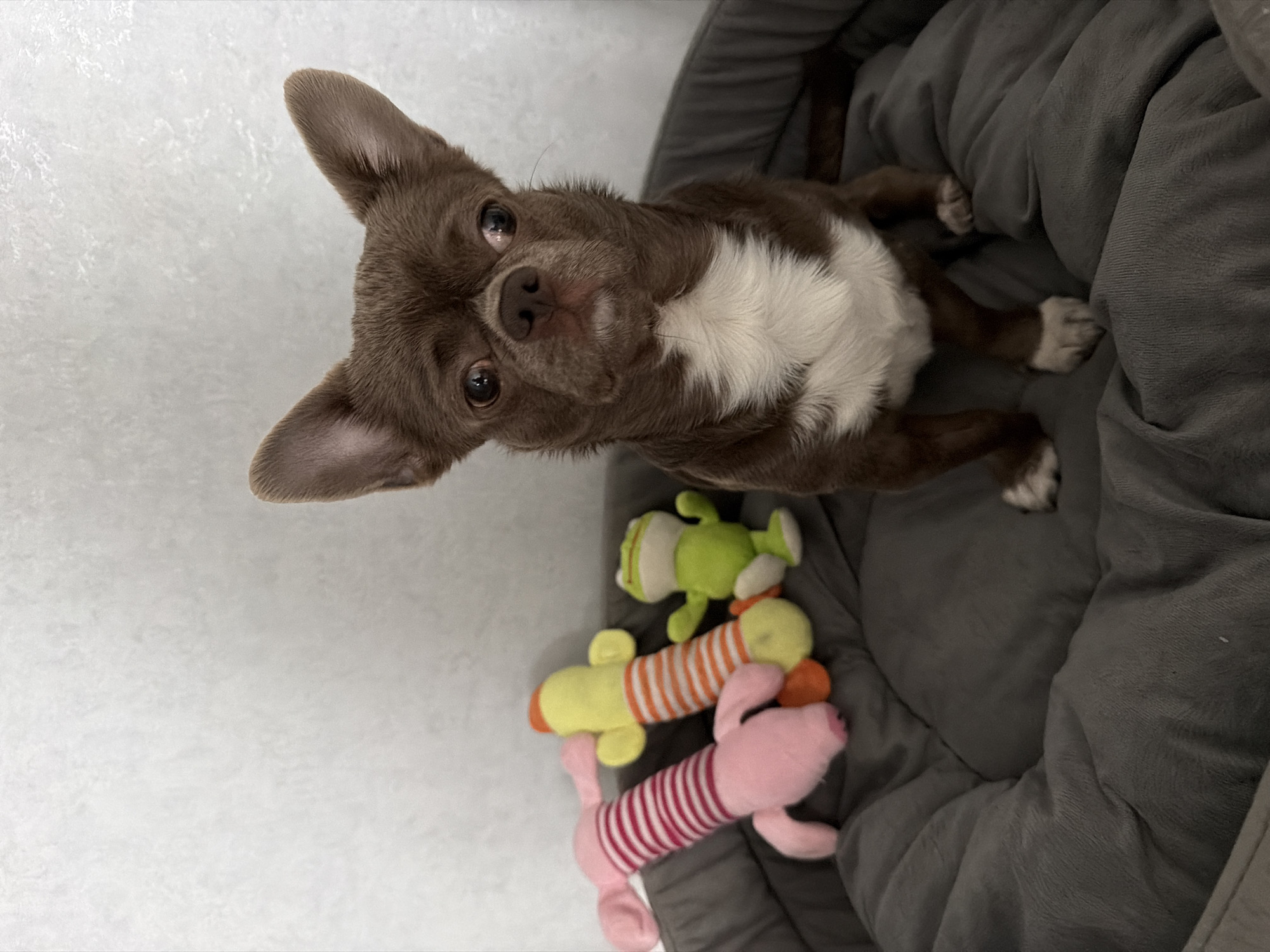 A brown and white Chihuahua is lying on a grey dog bed next to three stuffed animal toys: a green frog, a yellow and orange striped creature, and a pink and red striped creature. The Chihuahua is looking up at the camera. The background is a white wall. The location is likely a domestic interior, details about the location in Votkinsk, Russia, are not available.