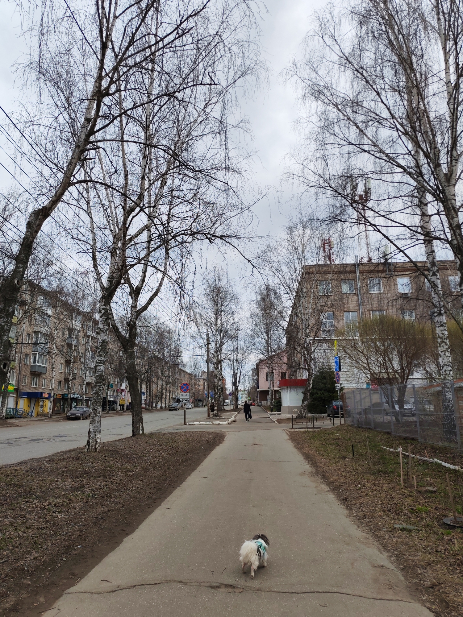 The image shows a street scene in Izhevsk, Russia. The scene is dominated by a wide sidewalk that runs through the center of the frame. On either side of the sidewalk are bare trees with white bark, characteristic of birch trees. The street itself is visible on the left, with buildings lining the road. A small dog is walking along the sidewalk towards the viewer. In the background, a person is walking away on the same sidewalk. On the right side of the sidewalk, there is a fence and some sparse vegetation. The sky is overcast. Buildings and street signs indicate an urban setting.
