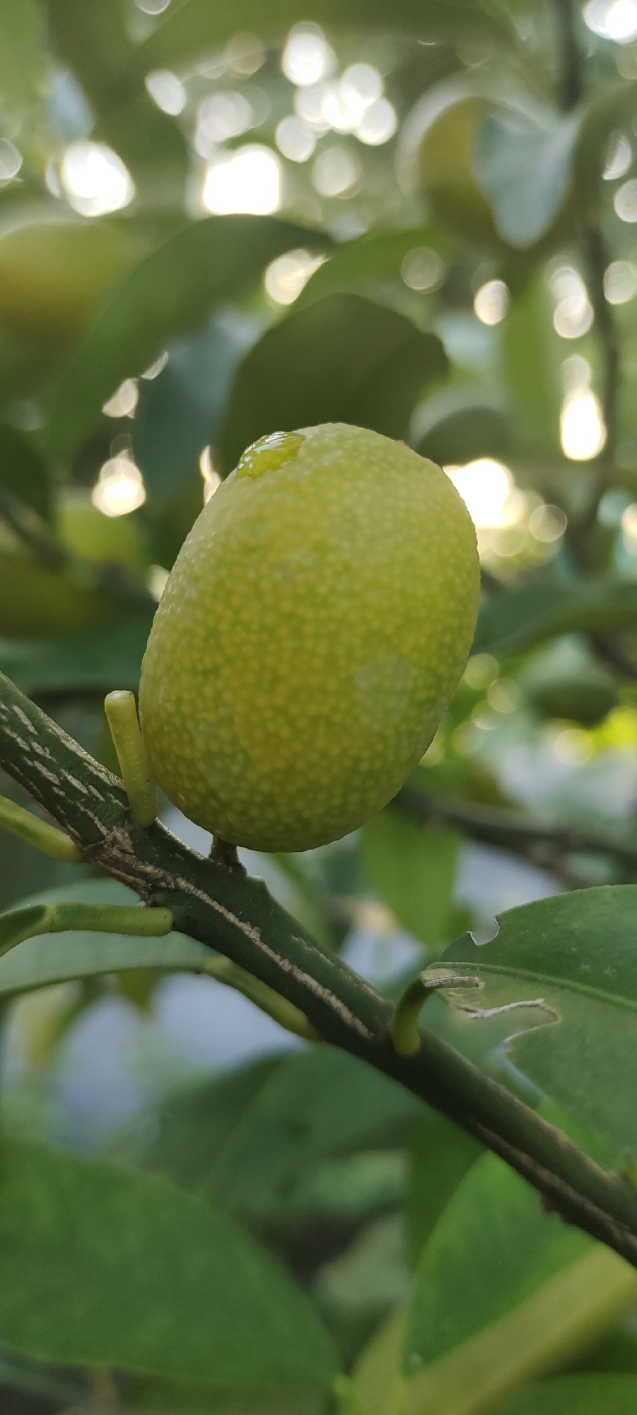 A medium shot shows a green, oval-shaped citrus fruit hanging from a striped branch. The fruit has a textured surface with small, closely spaced dots. A single drop of water glistens on its upper surface. The branch is green with brown stripes and small green stems emerging from it. Green leaves, partially visible, surround the fruit and branch. The background is blurred with out-of-focus green foliage and bright, circular bokeh light spots. The location is estimated to be Lhokseumawe, Indonesia.