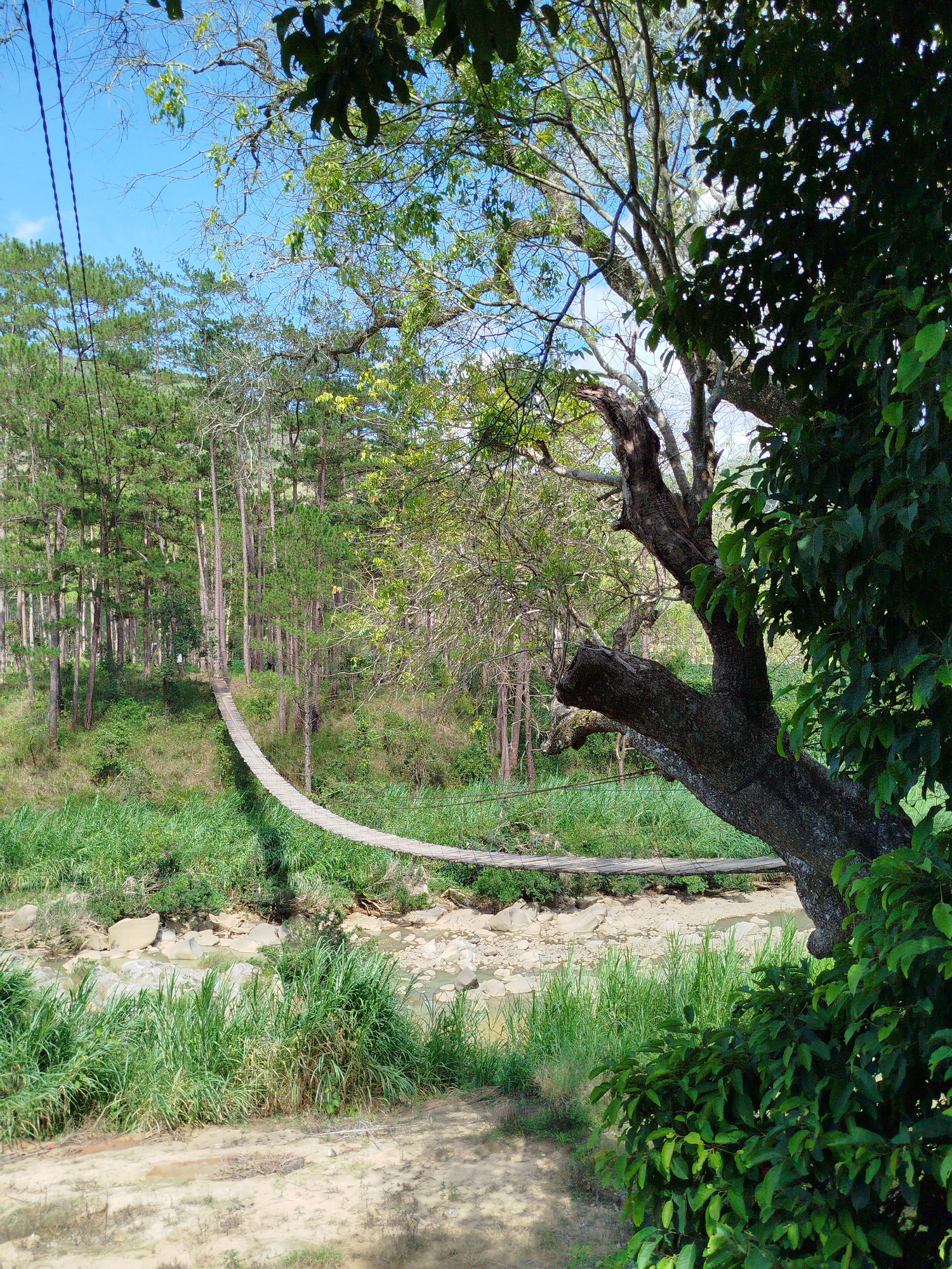 The image depicts a natural landscape in Tuý Sơn, Vietnam, featuring a wooden suspension bridge spanning a shallow river. In the foreground, a large, mature tree with dark, gnarled bark and lighter green foliage occupies the right side, partially obscuring a bush with darker green leaves. The ground in the immediate foreground consists of dry, light-colored earth with patches of green grass. To the far left, two dark cables descend vertically from the top edge.
The midground reveals a narrow riverbed with exposed light-colored rocks and shallow, brownish water. Both banks of the river are heavily vegetated with tall, vibrant green grass and dense undergrowth. A rustic suspension bridge, constructed of wooden planks for the walkway and supported by cables or ropes, stretches across the river, forming a gentle downward curve from left to right.
The background is dominated by a dense forest of numerous tall, slender trees, appearing coniferous, with straight trunks and green foliage. The trees extend up a gentle slope on the opposite side of the river. Above the forest, a clear, bright blue sky with minimal cloud cover is visible. No individuals or animals are present in the scene. The overall lighting suggests daylight conditions, casting subtle shadows.