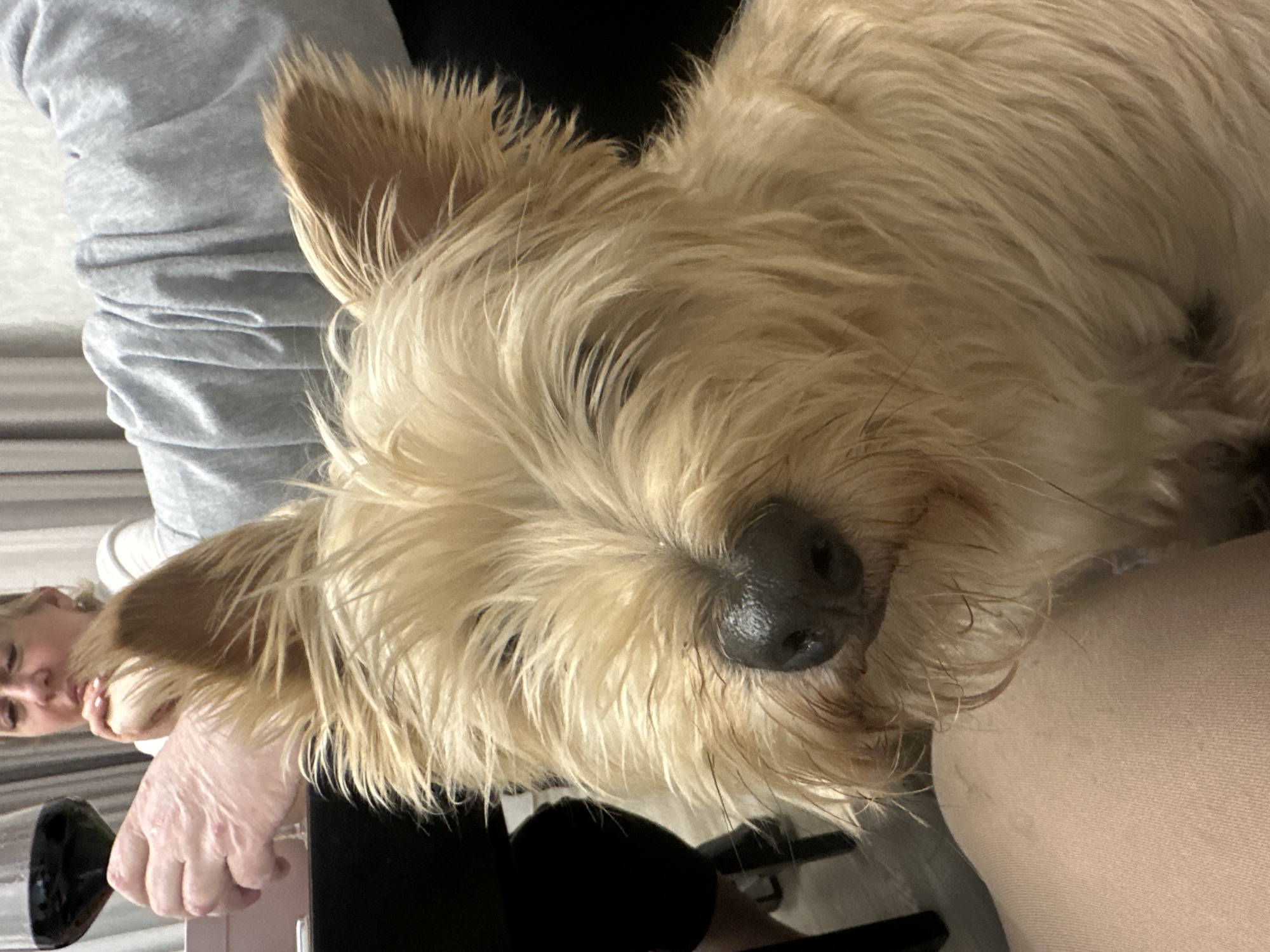 A close-up, somewhat tilted shot features a light brown terrier-type dog with long, shaggy fur and pointed ears. The dog's face fills much of the frame, with a prominent wet nose and slightly squinted eyes. To the left, a person is partially visible, including a hand, forearm, and part of their face. They are wearing a light grey long-sleeved shirt. In the background, a black object resembling a cup or small vase is visible on a pink or light-colored surface. A chair back can also be seen. The location of the image is in слобода Старая, Russia.