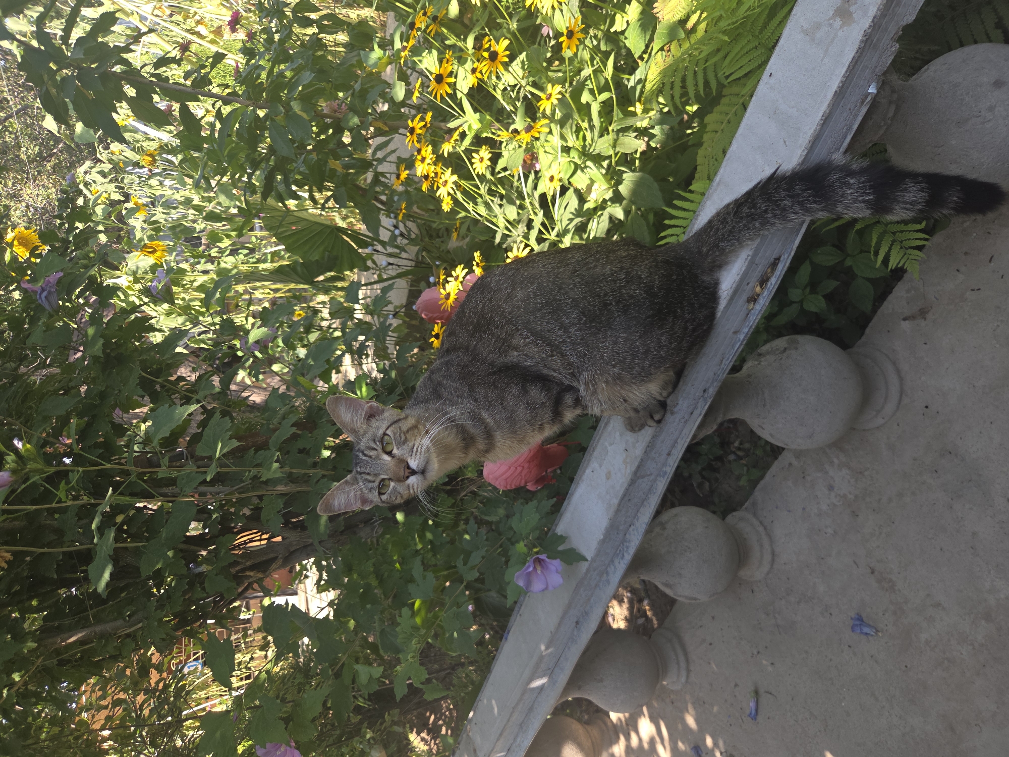 A tabby cat with gray and brown fur and green eyes sits on a concrete ledge in a garden. The cat is looking upwards and to its left. Behind the cat, there is lush green foliage with yellow and pink flowers. In the background, there is a building. The image was taken in Shymkent, Kazakhstan.