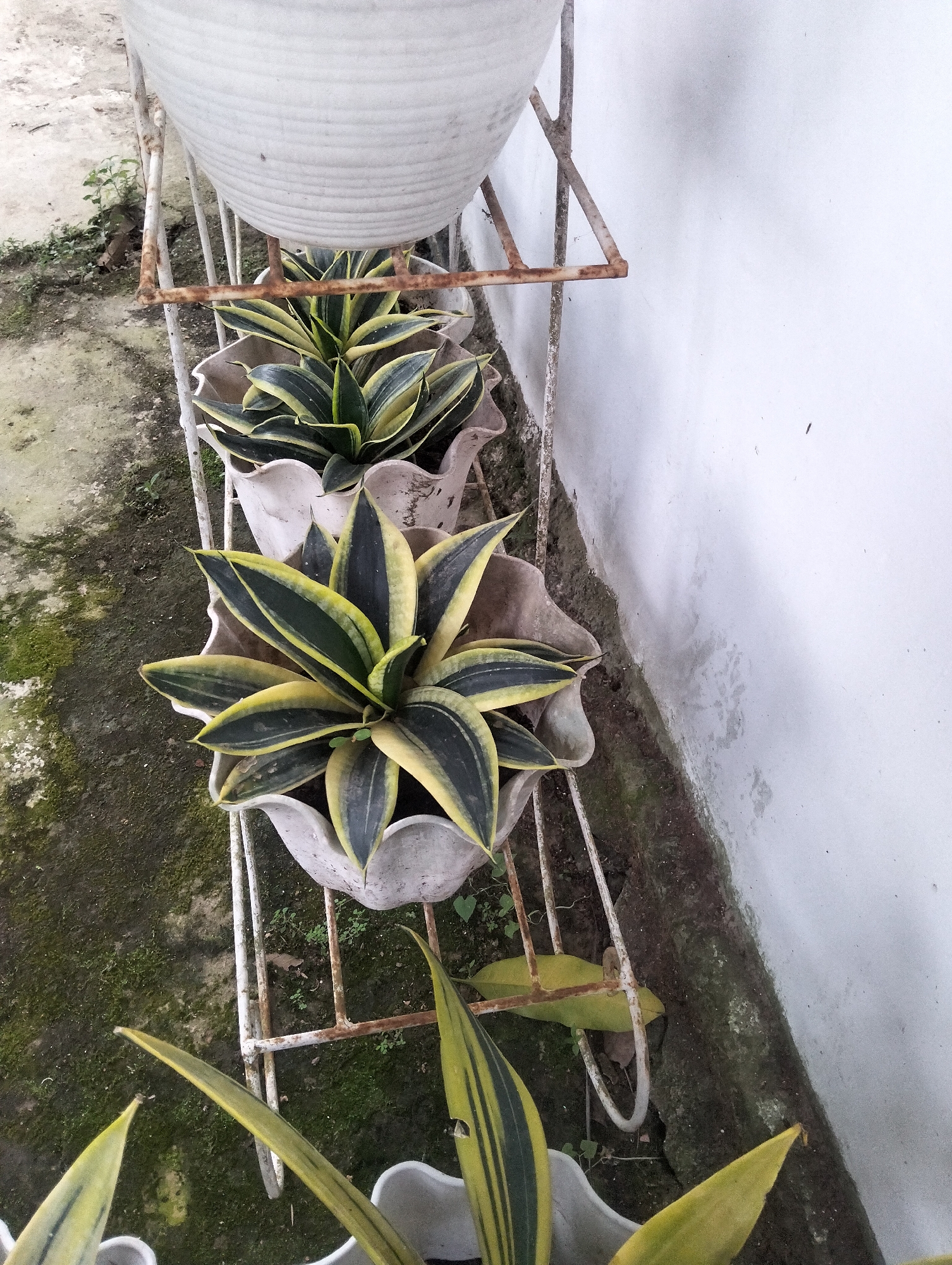 In Payagaboh, Indonesia, an outdoor scene features a white concrete wall adjacent to a metal plant stand. The plant stand, showing signs of rust, holds several potted plants. The pots are made of a light-colored material, possibly concrete or ceramic, and have a decorative, wavy rim. The plants themselves are snake plants, identified by their stiff, sword-shaped leaves with variegated green and yellow stripes. Some of these plants are arranged in a row on the stand, while others are visible at the bottom of the frame. The ground surrounding the plant stand is uneven and appears to be a mixture of concrete and soil, with patches of moss and some small weeds. The overall impression is of an unkempt, but established, outdoor planting area.