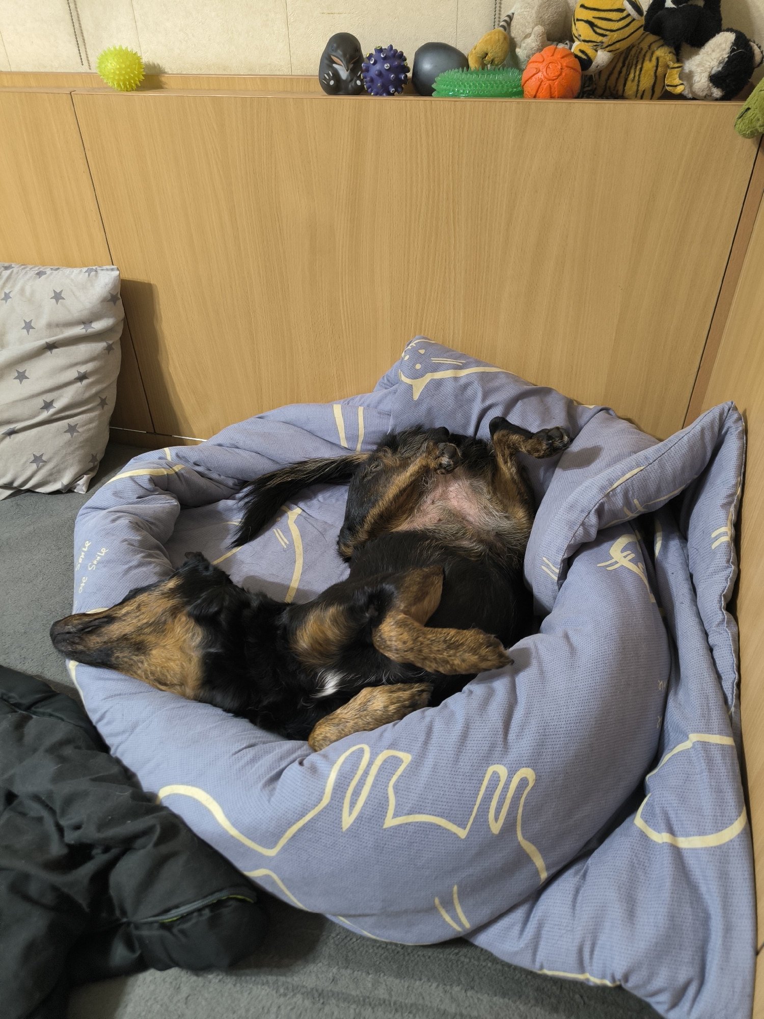The image depicts a dog sleeping on its back in a blue dog bed with a yellow line pattern. The dog is a medium-sized, mixed-breed with tan and black fur. Its belly is exposed and its legs are splayed out. To the left of the dog bed, there is a grey pillow with white stars. In the background, there is a wooden wall and a shelf with various toys, including a yellow spiked ball, a black mask, a purple spiked ball, a green spiky toy, an orange ball, and stuffed animals resembling a tiger and a panda. The scene appears to be indoors. There is no discernible information about the location within the city of Mykolaiv, Ukraine.