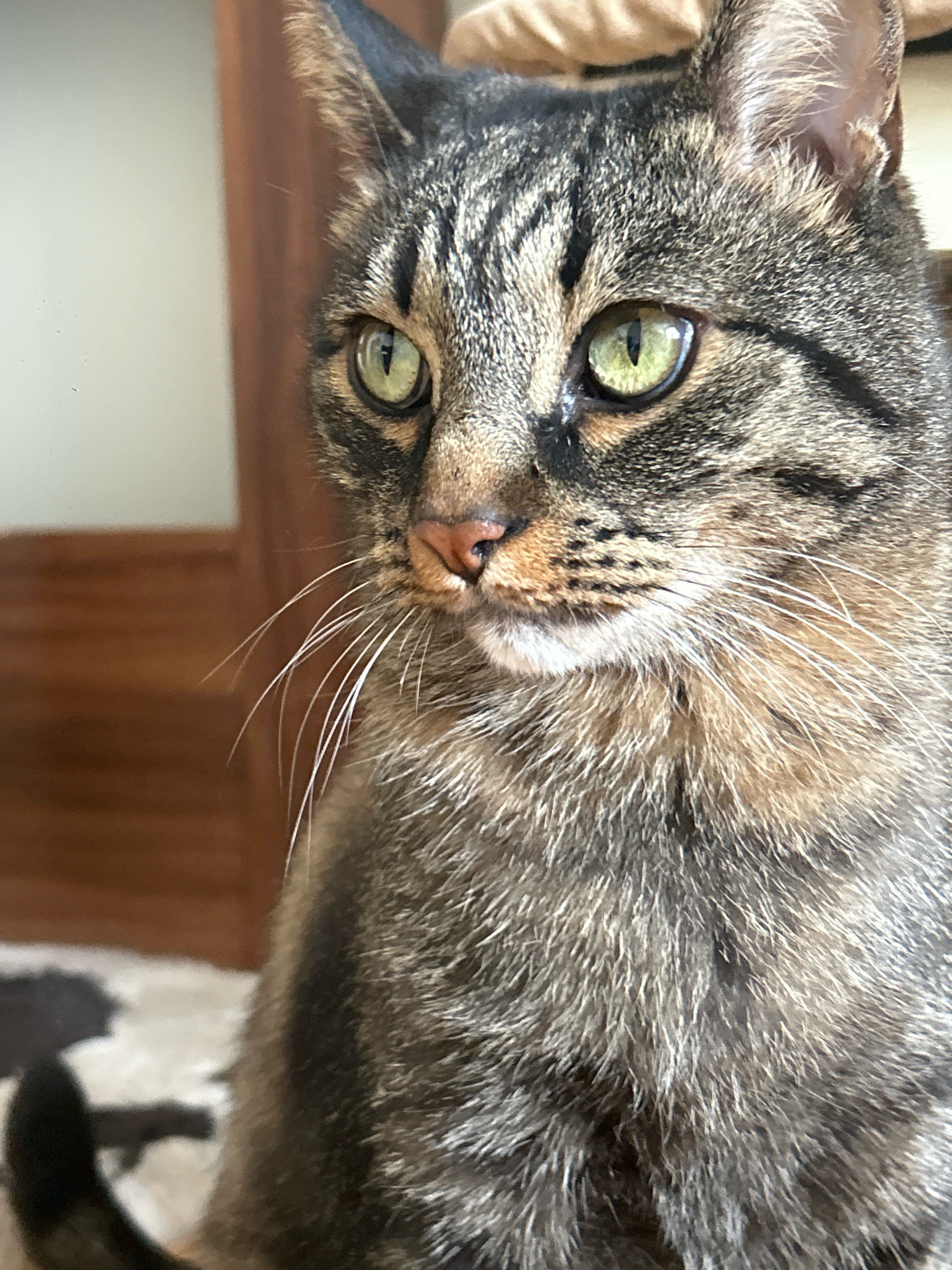 A close-up, medium shot captures the head and upper chest of a tabby cat. The cat's fur is a mix of brown, black, and gray stripes. Its eyes are a vibrant green with black pupils. The cat's nose is a light pinkish-brown, and its whiskers are long and white. The background is softly blurred, showing what appears to be wooden furniture and a light-colored wall. There is no discernible indication of the cat's location in Khyrdalan, Azerbaijan, or any other city.