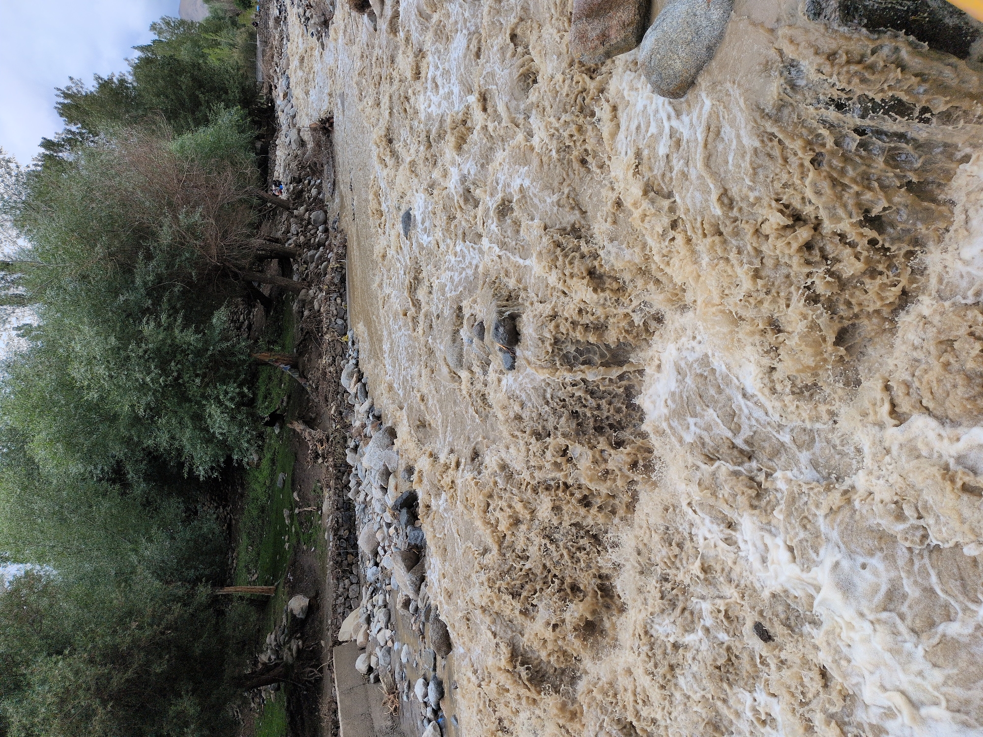 A turbulent, muddy river flows through a rocky, tree-lined landscape. The water is a thick, opaque brown, with white foam and churning rapids visible throughout. Large, rounded stones are scattered along the riverbed and banks, some partially submerged in the fast-moving water. Dense green trees with bare branches line the upper banks of the river, creating a shaded canopy in some areas. In the background, more trees and distant hills are visible under a cloudy sky. There are a few indistinct figures on the far bank of the river, near the trees. The scene suggests a natural environment, possibly a mountain region, with the river in flood. The location is specified as the city of Leh, India.
