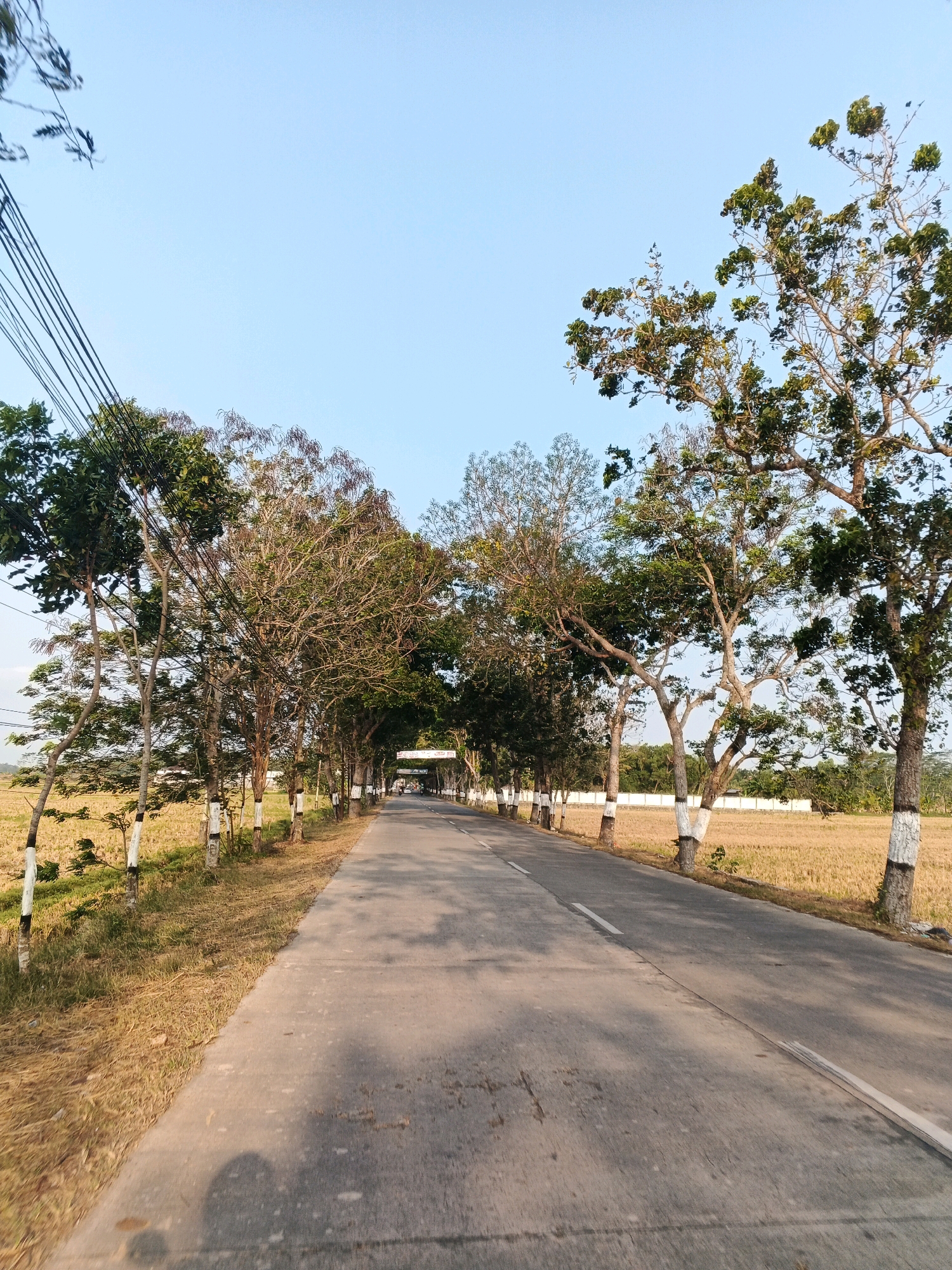 The image depicts a road lined with trees in Doplang, Indonesia. The road is paved and has a white line marking its center. On either side of the road, there are numerous trees with some of their trunks painted white at the base. Beyond the trees, to the left and right, are fields of dry grass or crops. In the distance, an archway or structure is visible over the road, with some vehicles approaching it. The sky is clear and blue. The overall scene suggests a rural or semi-rural setting.