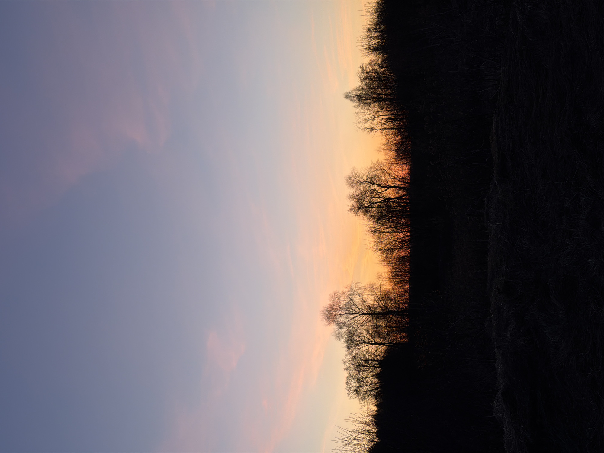 The image captures an outdoor landscape scene during either sunrise or sunset, characterized by a striking color gradient across the sky. The sky occupies the upper two-thirds of the frame, transitioning from a soft, cool blue and lavender at the top to warmer shades of peach, orange, and pale yellow near the horizon. Subtle, wispy clouds are visible within the cooler portions of the sky.
Along the bottom third of the image, a dense line of trees and foliage forms a dark silhouette against the bright horizon. The intricate, bare branches of these trees are clearly discernible, suggesting a season without leaves, such as late autumn or winter. The strong backlighting from the sun, positioned below the visible frame, creates a dramatic contrast, rendering the foreground elements as deep black shapes. The scene evokes a sense of tranquility and natural beauty. This peaceful landscape is located in Izhevsk, Russia. There is no visible text in the image.