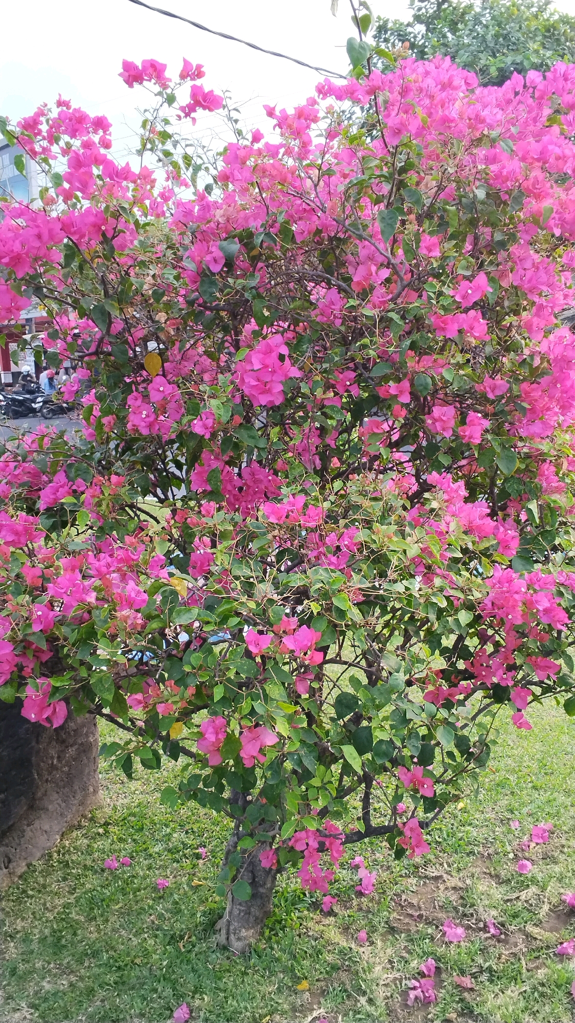 An outdoor, eye-level, medium shot shows a bright pink bougainvillea bush in Banjaragung, Indonesia. The bush is full of colorful pink bracts and green leaves. Some of the fallen bracts are scattered on the grass around the base of the bush, as well as on a rocky embankment to the left. In the background, a building and a street with some parked motorcycles are visible. The sky is overcast.