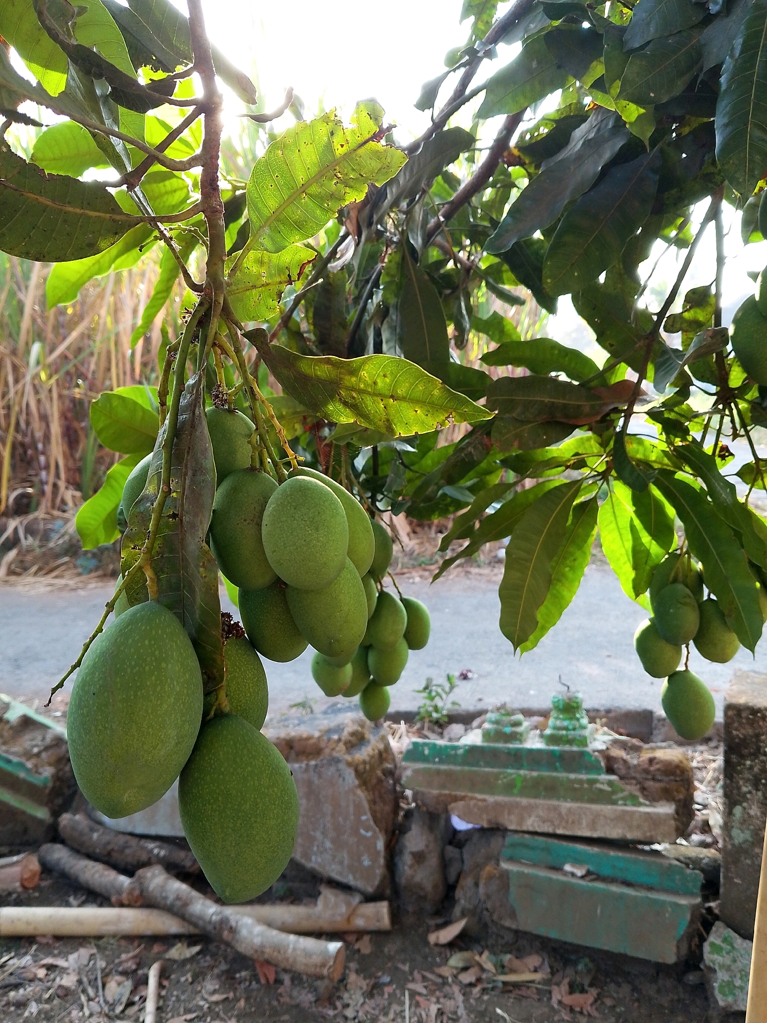 This is a close-up, eye-level, outdoor photograph of several bunches of unripe green mangoes hanging from a tree in Karangsari, Indonesia. The mangoes are various sizes and are clustered together on their branches. Sunlight filters through the leaves, creating a dappled effect and highlighting the texture of the leaves and the glossy surface of the mangoes. The background is blurred, showing a road, some dry vegetation, and what appear to be small, weathered concrete structures, possibly part of a garden or a roadside shrine. There are no people visible in the image. The ground beneath the tree is covered with dirt, dry leaves, and some fallen branches.