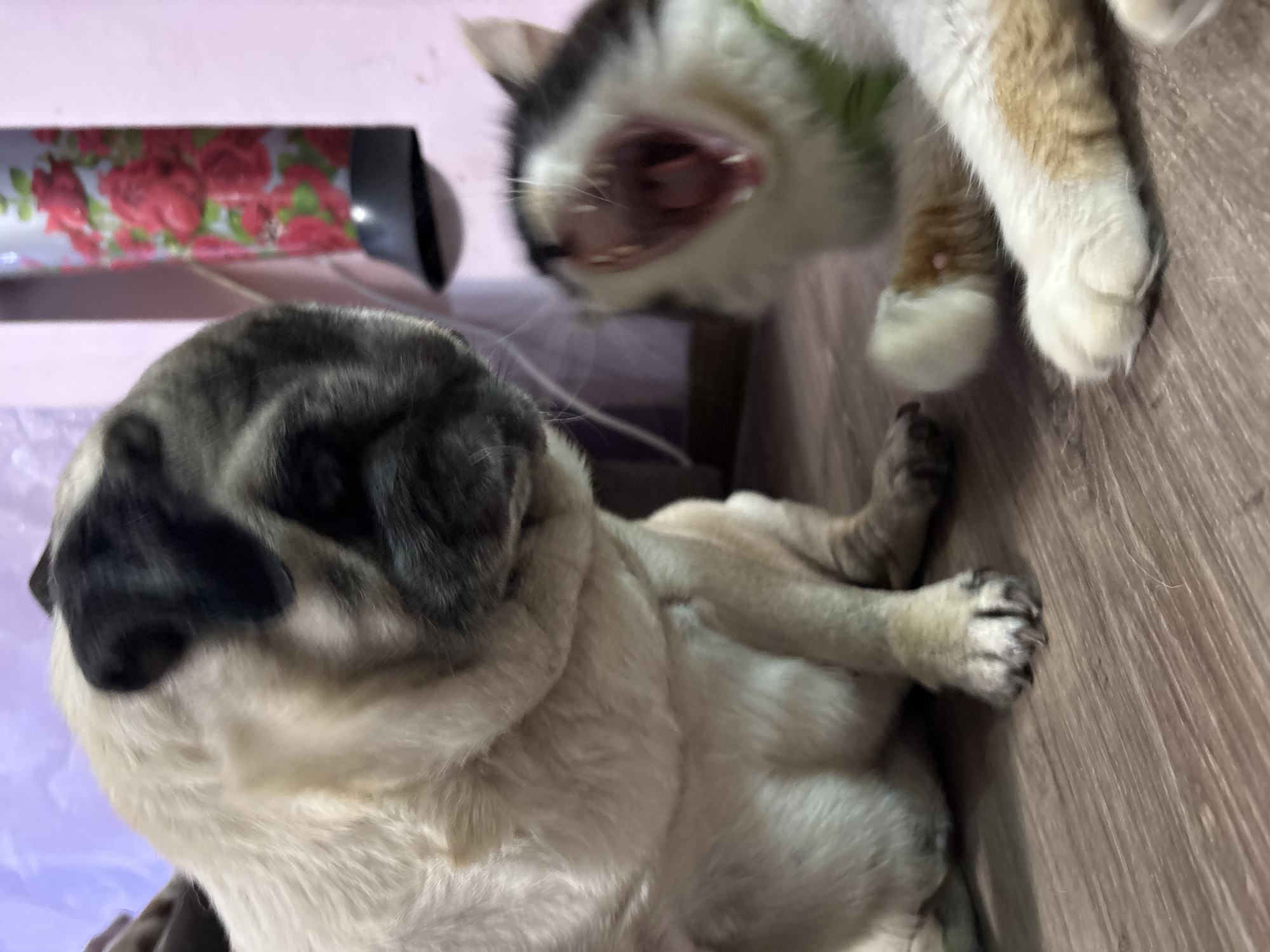 A pug dog and a calico cat are on a wooden floor indoors. The pug is on the left, facing right, with its head tilted downwards. The cat is on the right, facing left, with its mouth wide open in a yawn. A tall, decorative cylinder with a rose pattern is visible in the background to the right. The lighting is dim. The location is not specified in the image.