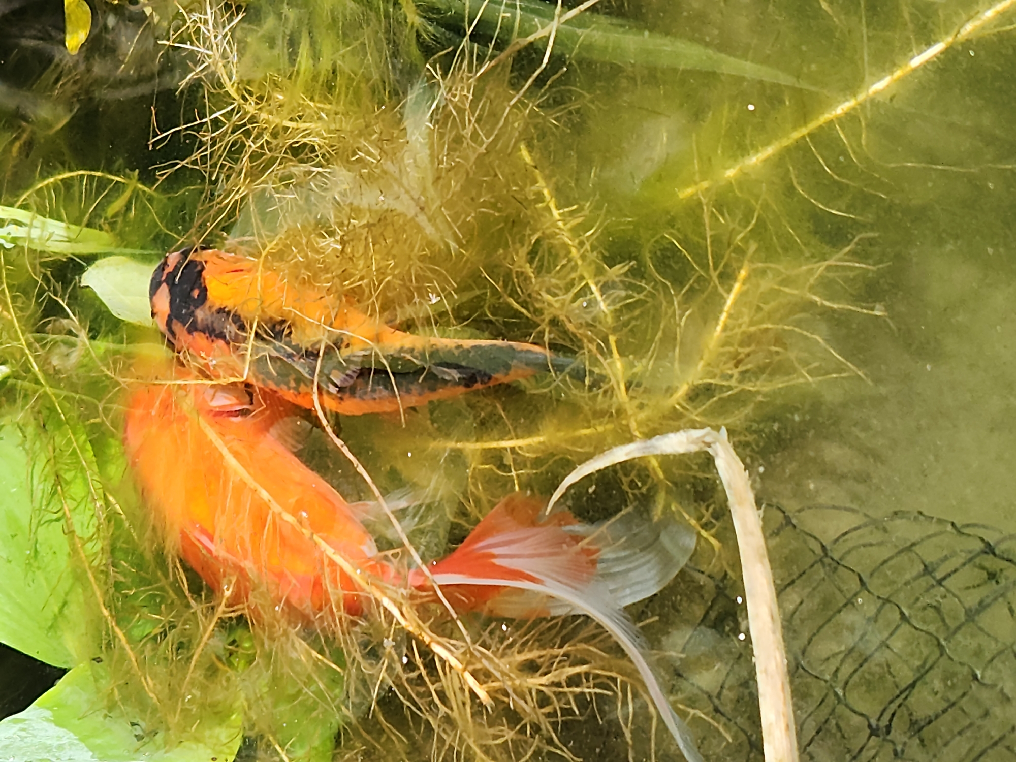 The image shows two koi fish in murky, green water filled with aquatic plants and their roots. One fish is predominantly orange with white fins, while the other is orange and black. They appear to be swimming amongst the dense vegetation. There is a piece of netting visible in the lower left portion of the image, and a light-colored object, possibly a piece of wood or plant stem, extends horizontally across the lower middle section of the frame. The lighting suggests it is daytime. No specific location in Idar-Oberstein, Germany, can be determined from the image.