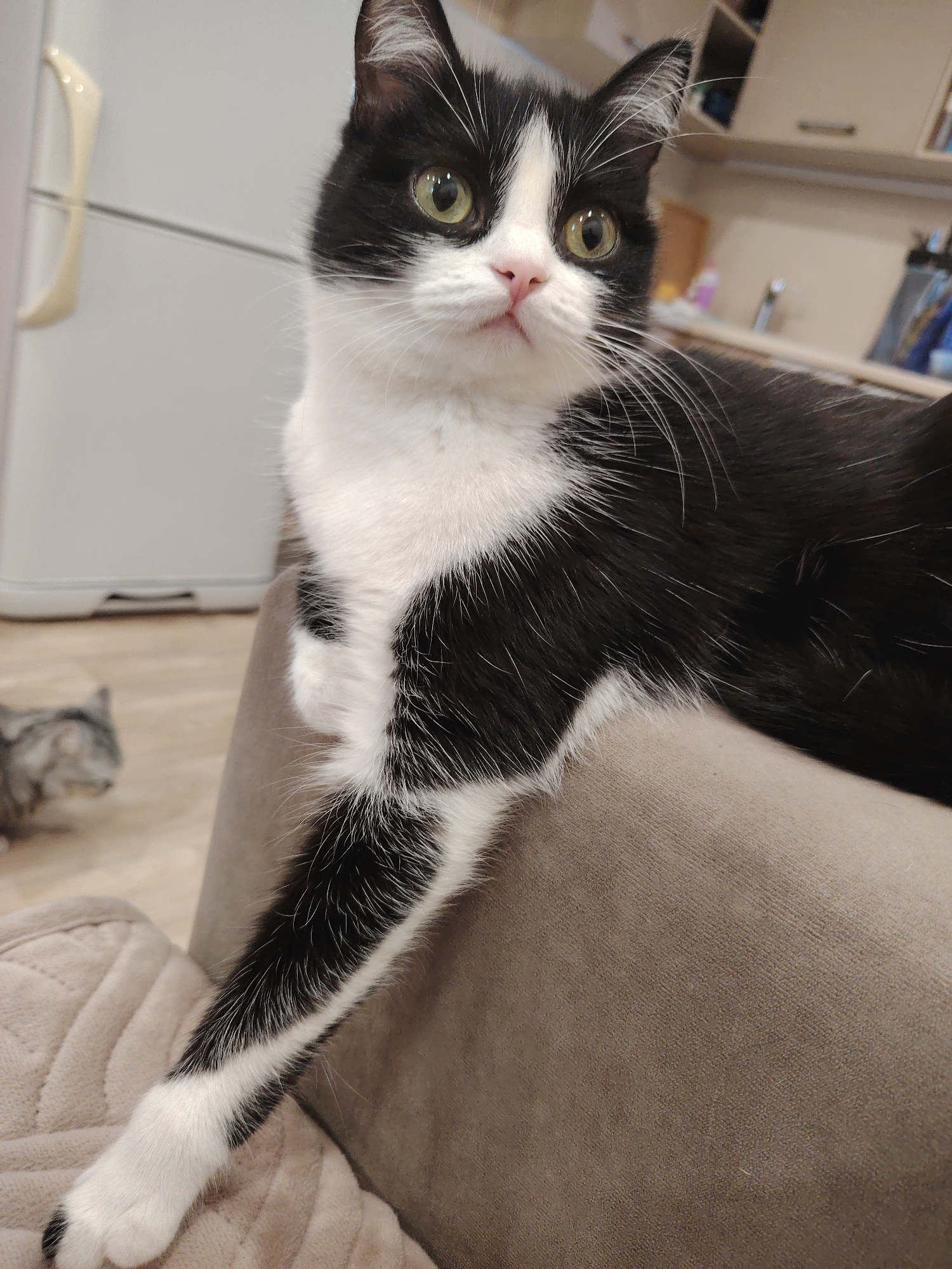 A black and white tuxedo cat is lying on a grey sofa in an indoor environment. The cat is facing the camera with its body slightly turned. Its front left paw is extended forward, resting on a beige blanket or cushion. In the background, a white refrigerator is visible, and a second, out-of-focus grey cat can be seen on a wooden floor. The scene is likely in a residential kitchen or living area, and the lighting suggests an indoor setting. There is no indication of the location being in Novosibirsk, Russia.