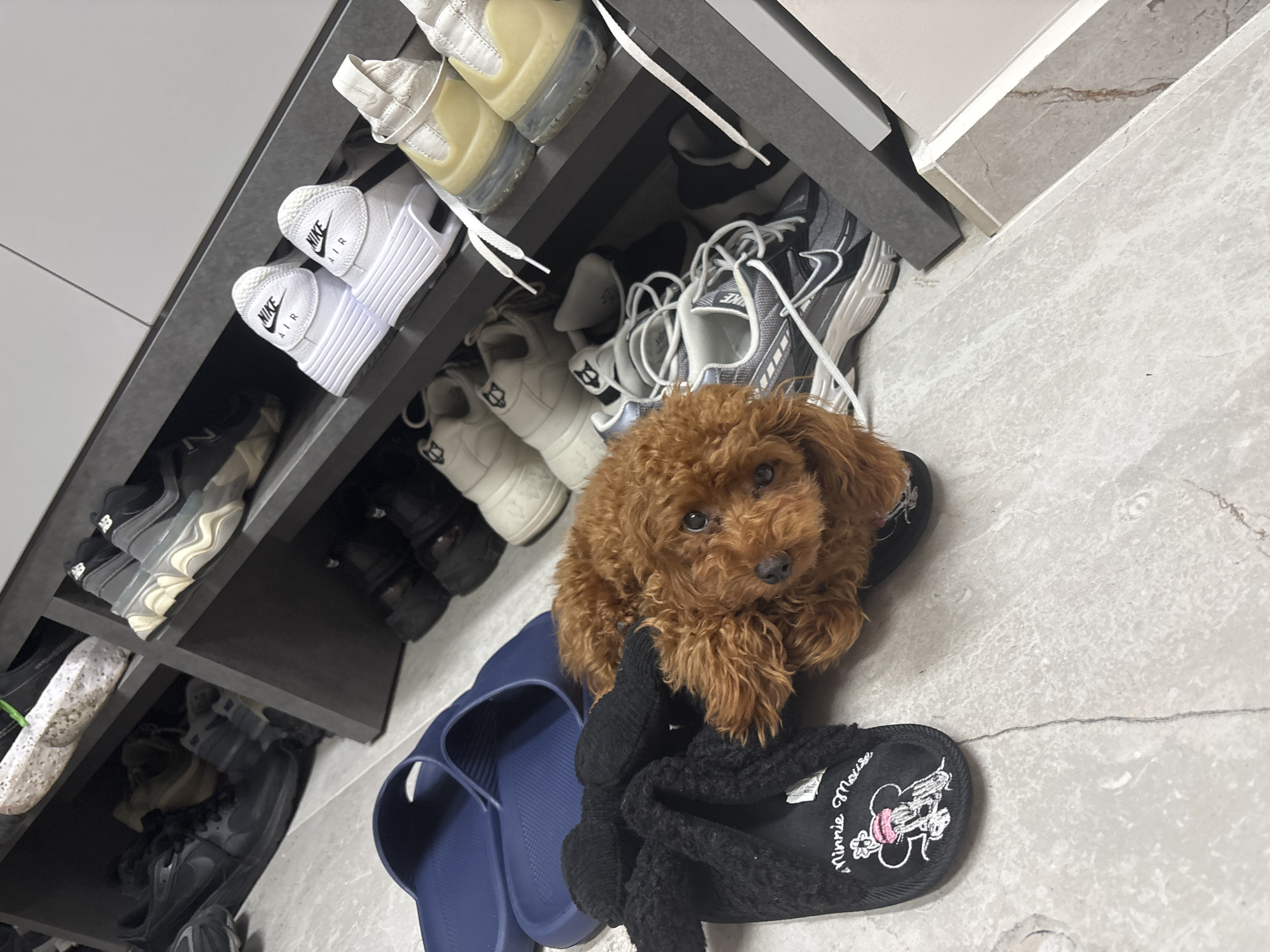 The image depicts an indoor scene featuring a small, reddish-brown dog, appearing to be a poodle, lying on a light-colored tiled floor. The dog is positioned between a pair of dark blue rubber slides and a black slipper with white "Minnie Mouse" embroidery, its head turned slightly towards the viewer.
In the background, a multi-tiered dark grey shoe rack displays various footwear. On the upper left shelves, black Nike sneakers and tan-colored shoes are visible. On the upper right shelves, two pairs of white Nike Air sneakers with prominent "NIKE AIR" branding are displayed. Below them, two pairs of cream-colored sneakers with visible air cushioning and white laces are present. Darker shoes or boots are partially visible on the lower right shelves. A pair of grey Nike sneakers with white laces rests on the floor next to the shoe rack, partially obscured by the dog.
The floor consists of light-toned, possibly off-white or beige, large-format tiles with subtle marbling and visible grout lines. A light-colored baseboard with a marble-like pattern and a plain white trim is visible along the wall in the lower right portion of the image. The upper right background shows a plain white wall or cabinet structure. The scene is evenly lit, consistent with an indoor environment.