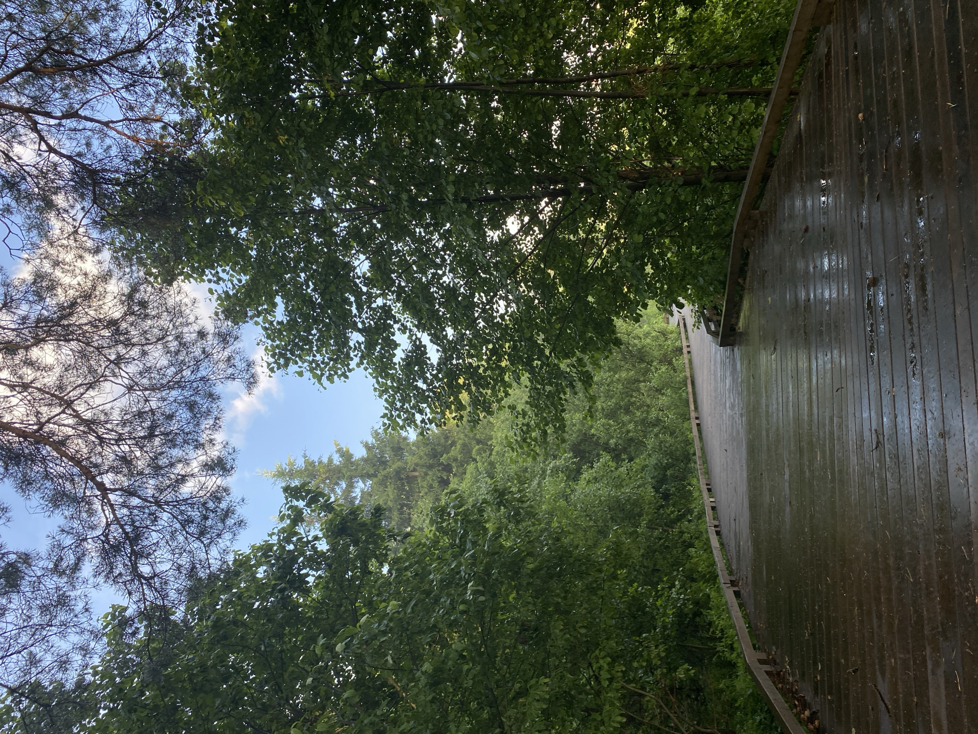 The image shows a wooden boardwalk in a forested area. The boardwalk is wet and reflects the light. The surrounding trees are lush and green, with a clear blue sky visible through the branches. The boardwalk appears to be in a park or nature reserve, potentially a scenic trail. The location is specified as Votkinsk, Russia, but no specific landmarks are visible to confirm this. There are no people or animals in the image. The overall impression is one of a peaceful, natural setting after a rain.
