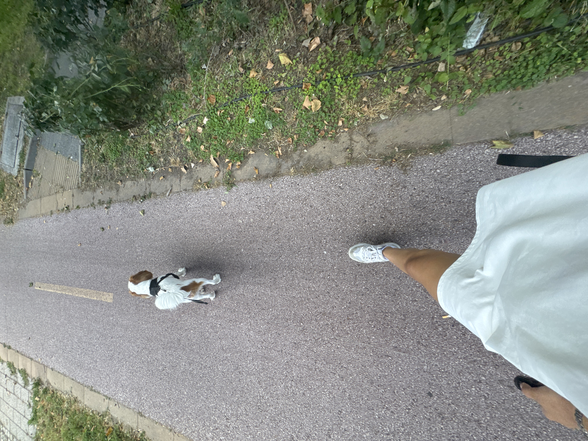 The image shows a first-person perspective of someone walking a small, tri-colored dog on a paved path, likely a pedestrian or bike lane, bordered by grass and vegetation. The dog, wearing a black harness, is walking ahead of the person. The ground is asphalt with a yellow line marking the center. To the right of the path, there is a patch of green grass with fallen leaves and a dark cable running through it, alongside some bushes. To the left of the path, there is a strip of grass and a concrete edge. The overall scene suggests an outdoor recreational area within a city.
This image could be located in Plovdiv, Bulgaria, specifically within the Botanical Garden or the surrounding park areas, as these locations feature well-maintained paved paths, abundant greenery, and are popular spots for walking pets. The presence of a dedicated path, bordered by vegetation, aligns with the typical urban landscaping found in such recreational zones within Plovdiv.
