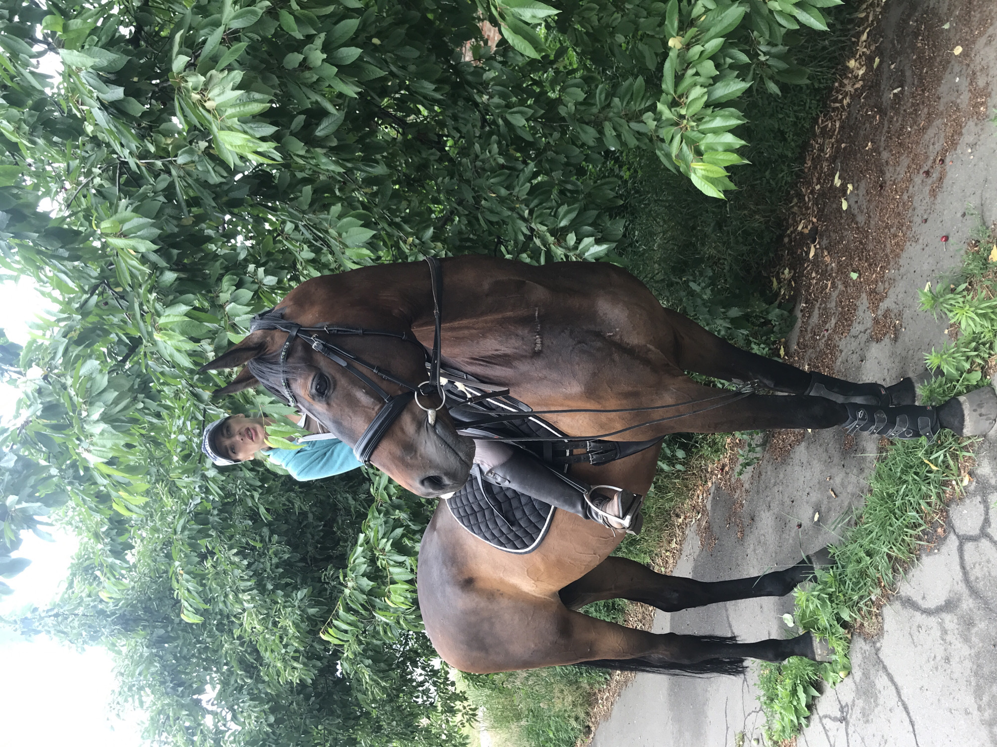 A young woman wearing a blue hoodie and a baseball cap is riding a brown horse. She is looking at the camera with her mouth slightly open. The horse is equipped with a bridle and a saddle. They are positioned on a dirt path next to a dense green foliage of trees. The scene is outdoors, possibly in a park or a rural area.