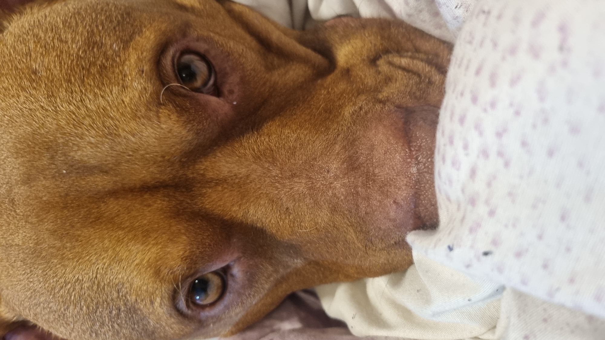 A close-up, horizontally oriented shot captures the head of a reddish-brown dog, likely a Pitbull or similar short-haired breed, resting indoors. The dog's face is prominent, taking up most of the frame, and it looks directly at the viewer with light brown, attentive eyes. Its fur is short and a warm, uniform reddish-brown or tan color.
The dog appears to be lying down comfortably, possibly in a bed or on a couch, partially covered by a white blanket or sheet. The blanket, visible on the right side of the image, features a pattern of small, irregular purple or pink specks. There are also a few tiny dark specks, possibly lint, on the white fabric of the blanket. The background behind the dog's head is soft and out of focus, suggesting more fabric or bedding.
The lighting is soft and diffused, highlighting the texture of the dog's fur and the subtle details around its eyes, including a slightly longer, lighter hair or eyelash curving near its right eye (viewer's left). The dog's expression is calm and composed, conveying a sense of relaxation or gentle curiosity. No specific time of day is discernible, but the scene suggests an indoor, tranquil setting. There is no visible text in the image.