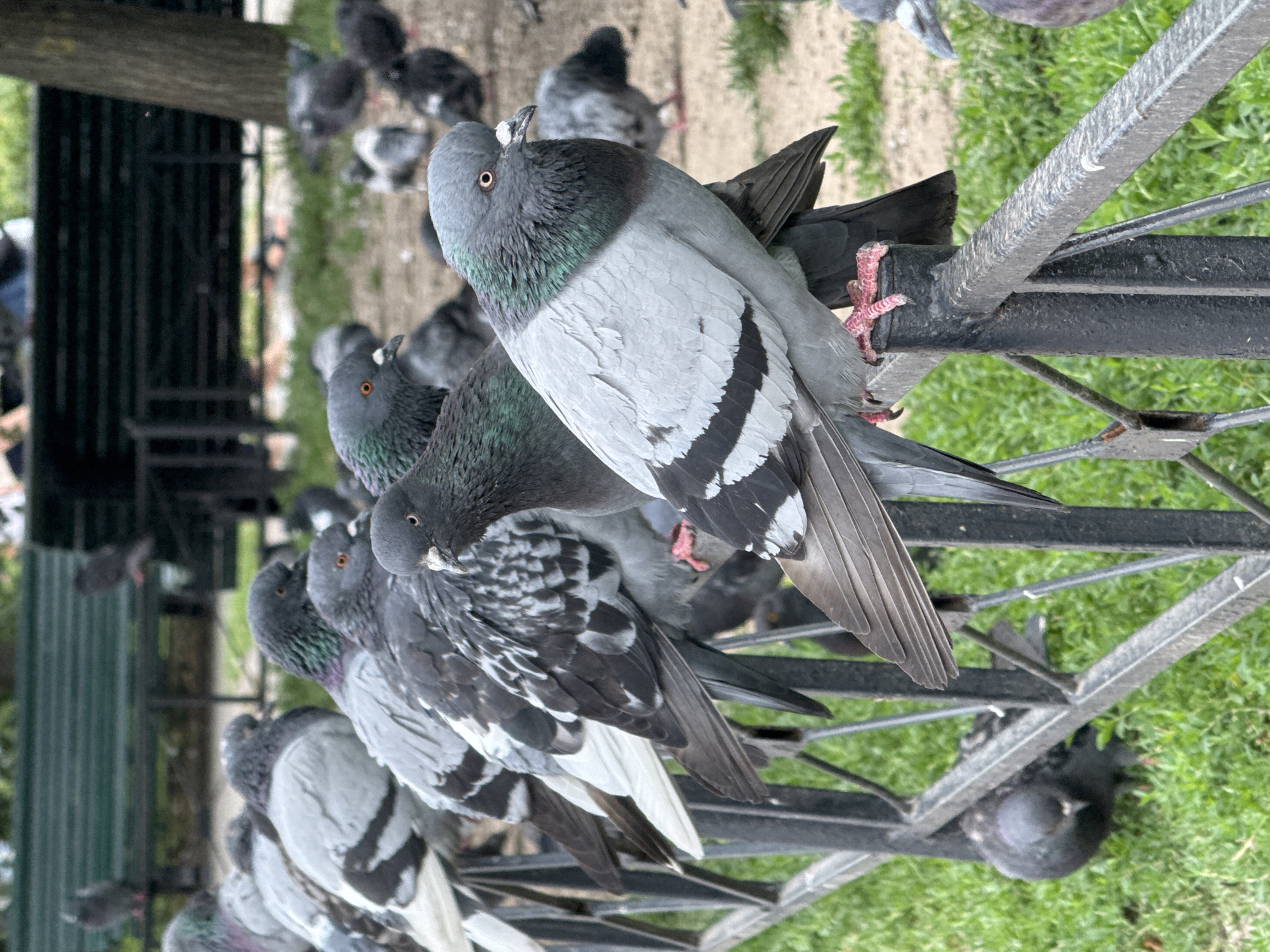 This image depicts a flock of pigeons perched on a black metal fence in a park-like setting. The pigeons, primarily gray with iridescent green and purple neck feathers, are varied in their plumage. Some exhibit white patches on their wings, while others have darker, mottled feathers. Their pink feet are visible, gripping the railing. In the background, a blur of green grass and a dark, slatted bench suggest an outdoor public space. The overall impression is of a typical urban scene where pigeons congregate. The presence of a park bench and the general ambiance are consistent with many public parks in Saint Petersburg, Russia, though specific identifying landmarks are not present in this frame.