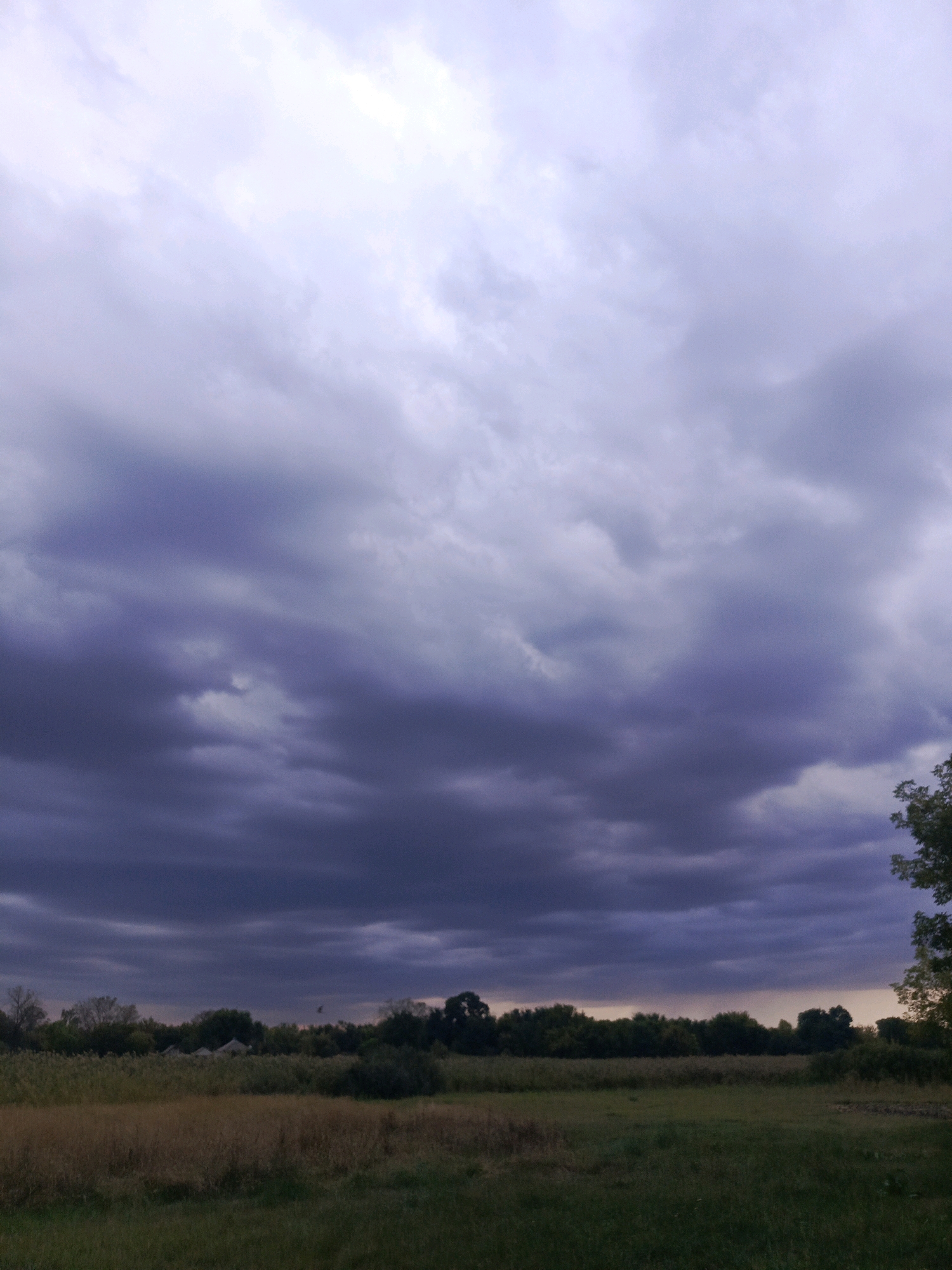 The image shows a landscape with a field in the foreground and a line of trees and buildings in the background. The sky is filled with dark, dramatic clouds, suggesting an impending storm. The lighting is dim and moody, with the sun appearing to be low on the horizon, possibly during sunset or sunrise. The overall impression is one of natural beauty and a sense of anticipation for the weather to come.