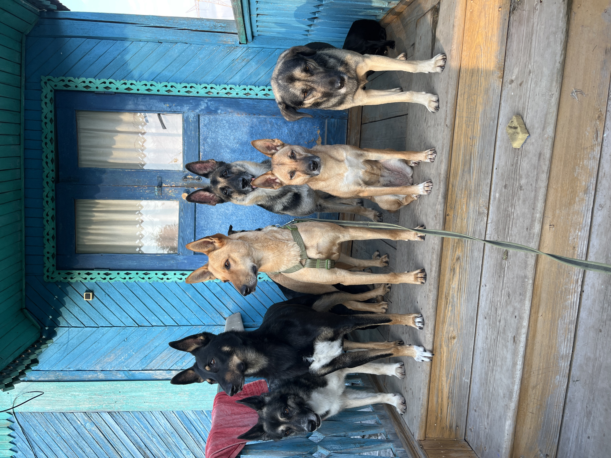 Six dogs are on the wooden porch of a blue-painted wooden house, which is located in Nizhny Tagil, Russia. The dogs are all facing forward, looking in different directions. From left to right, the dogs are: a black and white dog with a gray face, a black dog with a white chest, a tan dog with a green harness, a German Shepherd, a tan dog, and a tan and black dog. A red towel is hanging on the left side of the porch. The porch has wooden planks, and there are steps leading down from the porch. The house has blue wooden siding and a blue door with white curtains visible through the windows. The sky is visible in the background.