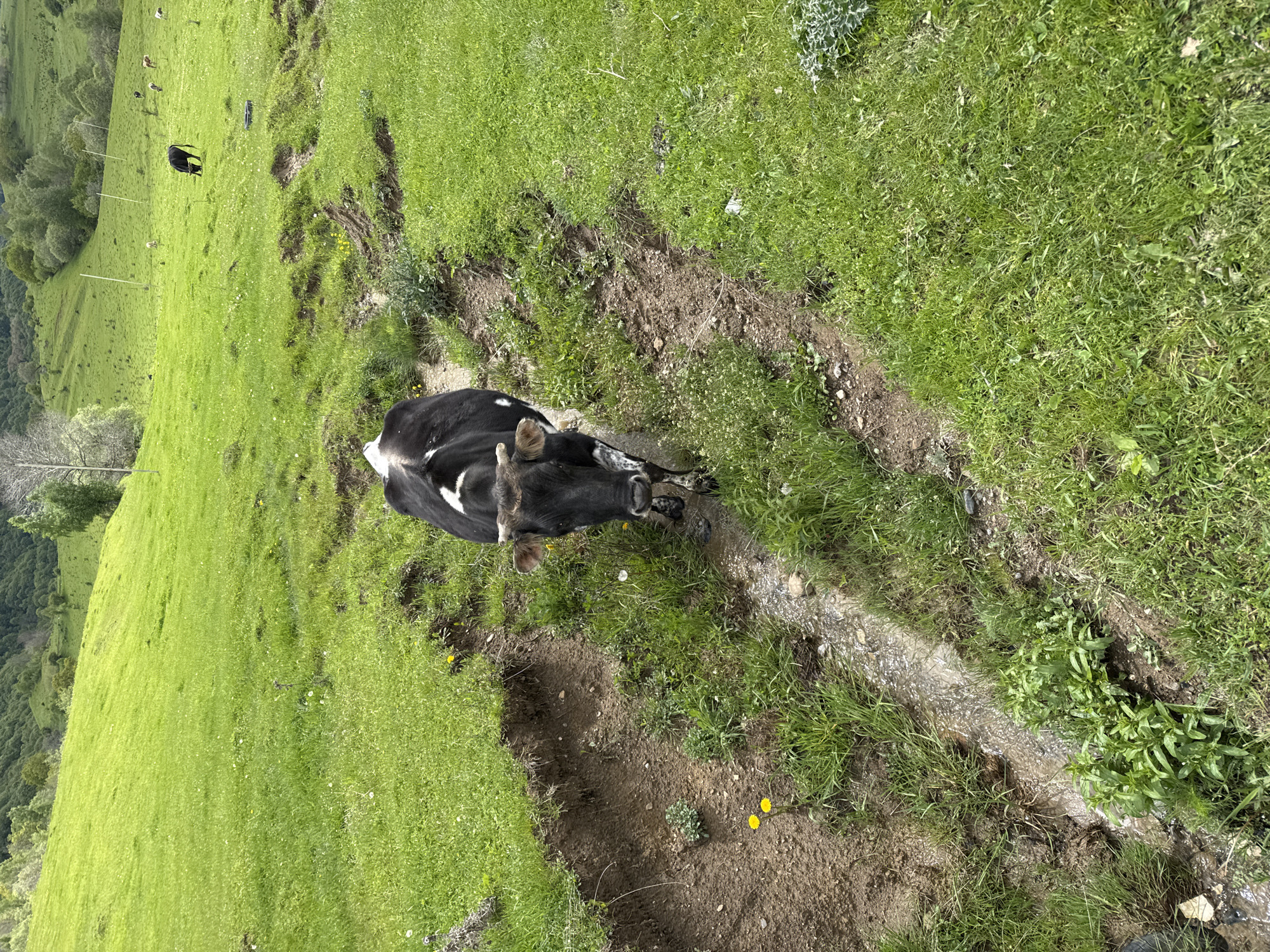 The image shows a black and white cow lying in a shallow, muddy ditch in a grassy field. The field is green and hilly, with other cows visible in the distance. The location is Нижняя Мара, Russia. A small stream of water flows through the ditch near the cow.