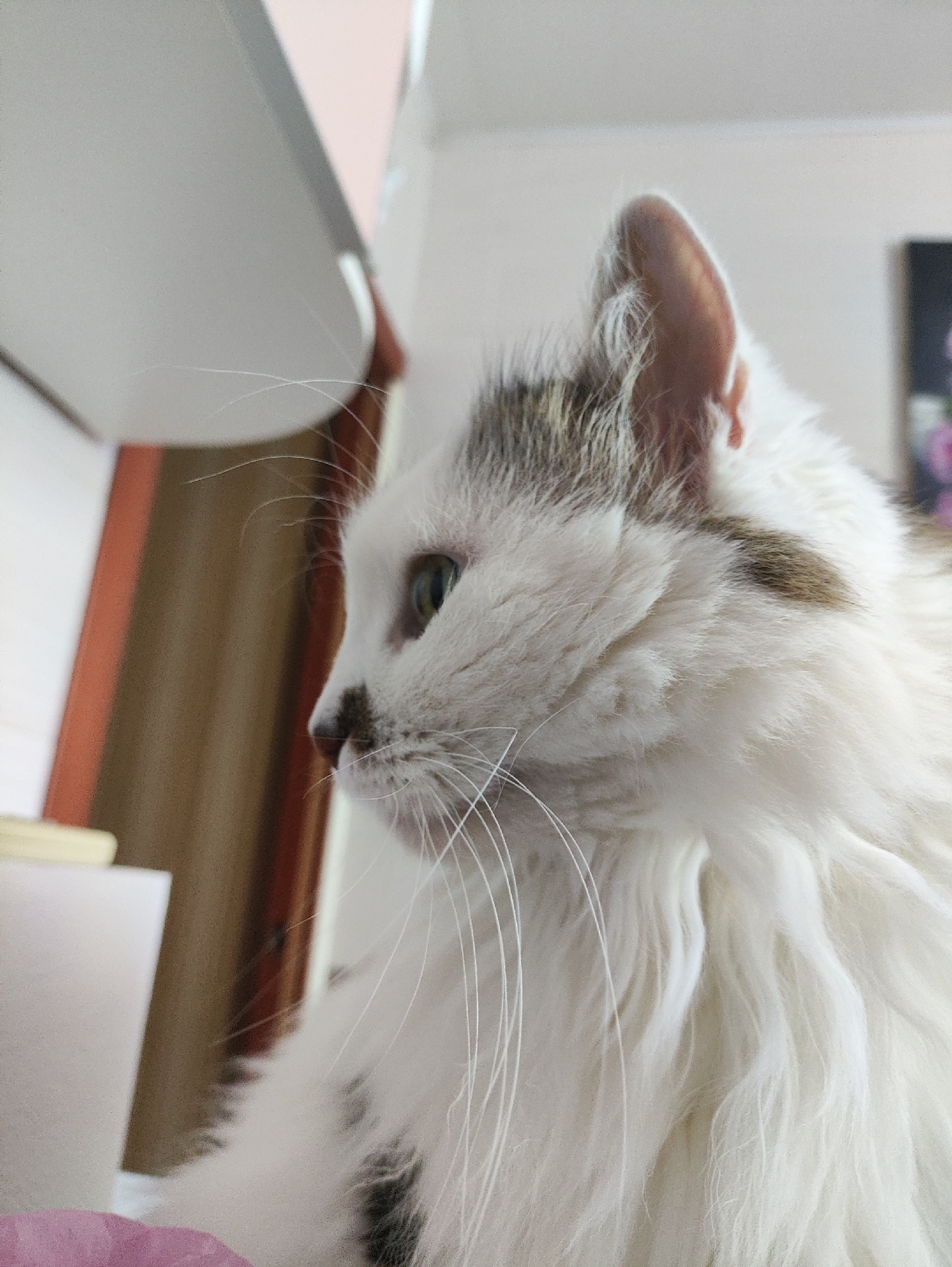 A medium shot captures a fluffy white cat with grey markings looking to the left of the frame. The cat's fur is predominantly white with patches of grey on its head and body. Its left eye is visible and appears to be green. The cat is positioned in the foreground, with the background out of focus, suggesting a shallow depth of field. The background includes what appears to be an interior setting, with a blurred shelf or surface above the cat and a textured wall or curtain behind it. The lighting suggests an indoor environment, possibly illuminated by natural light from a nearby window. There are no visible people or any specific indicators of location in Kharkiv, Ukraine.
