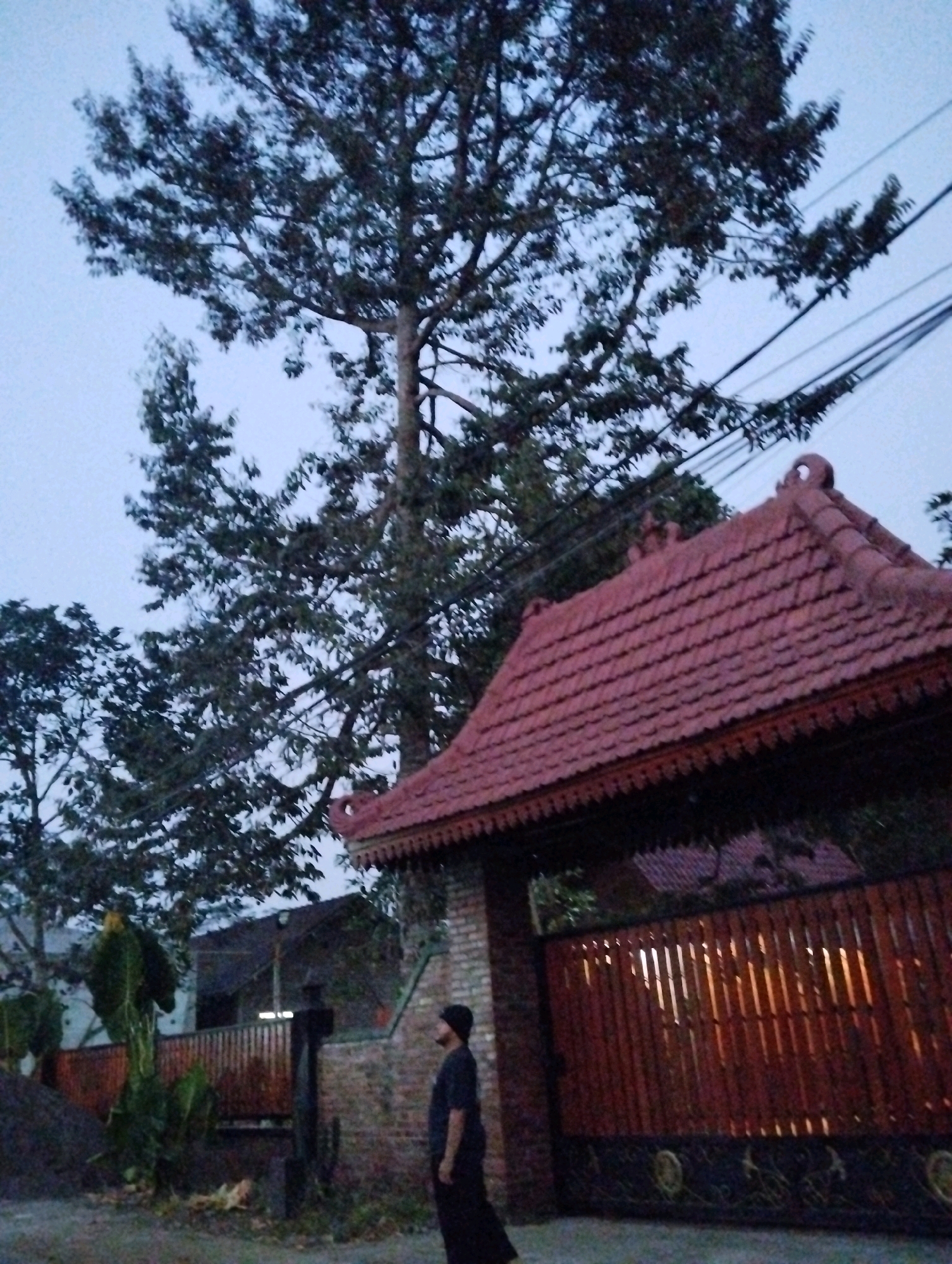 An individual wearing a black beanie and a dark t-shirt stands facing right, looking upwards towards a large tree. The person is in front of a traditional Indonesian-style building with a red, tiled roof and ornate wooden eaves. Behind the building is a wooden fence with vertical slats, illuminated from behind, and a brick structure. The scene is set outdoors, with the sky visible above the tree and power lines. The environment appears to be a residential area in Salatiga, Indonesia, possibly a home or a cultural site given the architectural style. The lighting suggests it is either dawn or dusk.