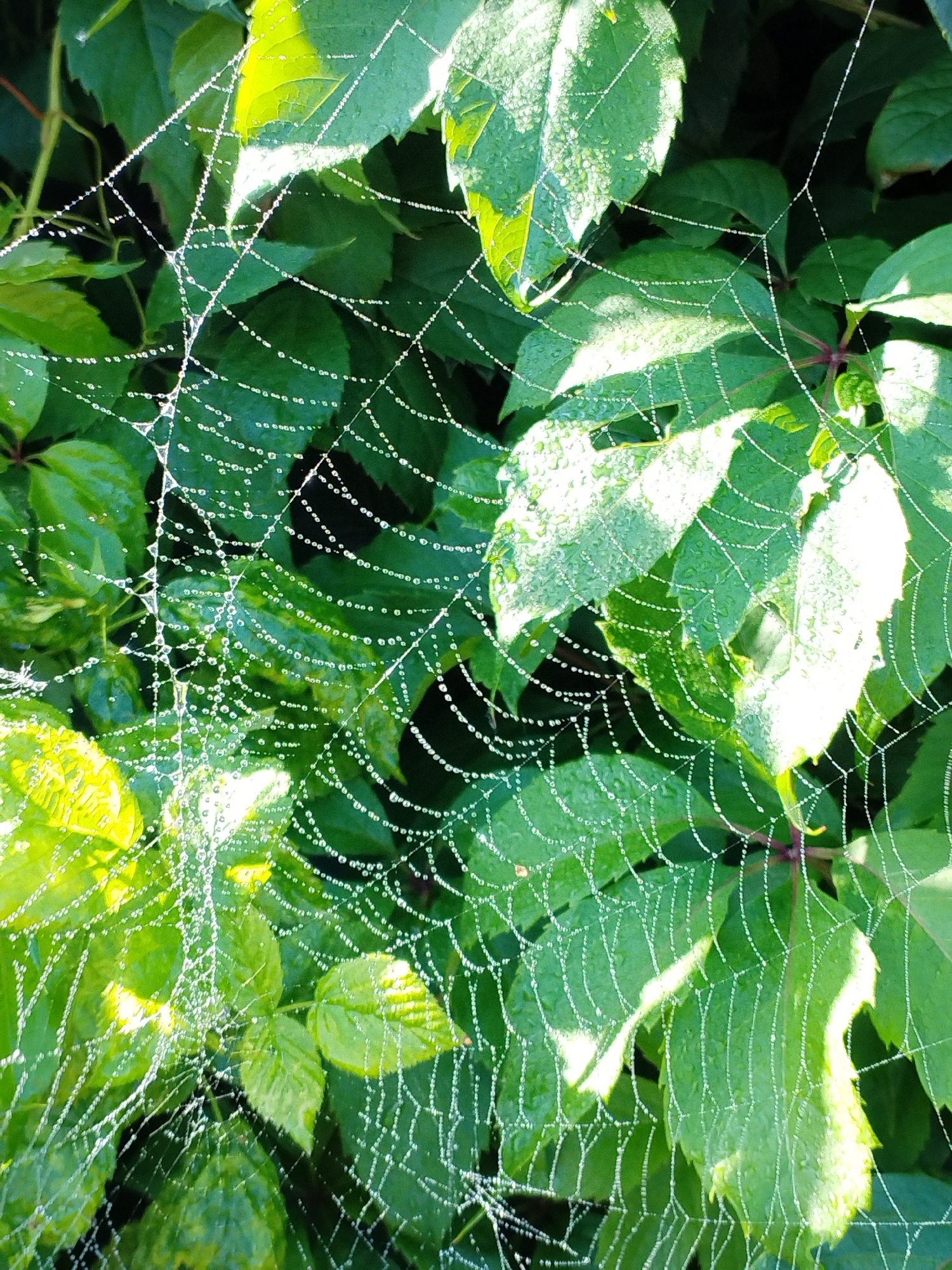 An extreme close-up shot captures a dew-covered spider web, glistening with water droplets, woven between lush green leaves. The morning sunlight illuminates the delicate strands of the web, creating a sparkling effect. The background consists of more green foliage, some of which is in sharp focus, while other areas are softly blurred. The image is a still life, focusing on the intricate details of nature. The location is Bialynichy, Belarus.