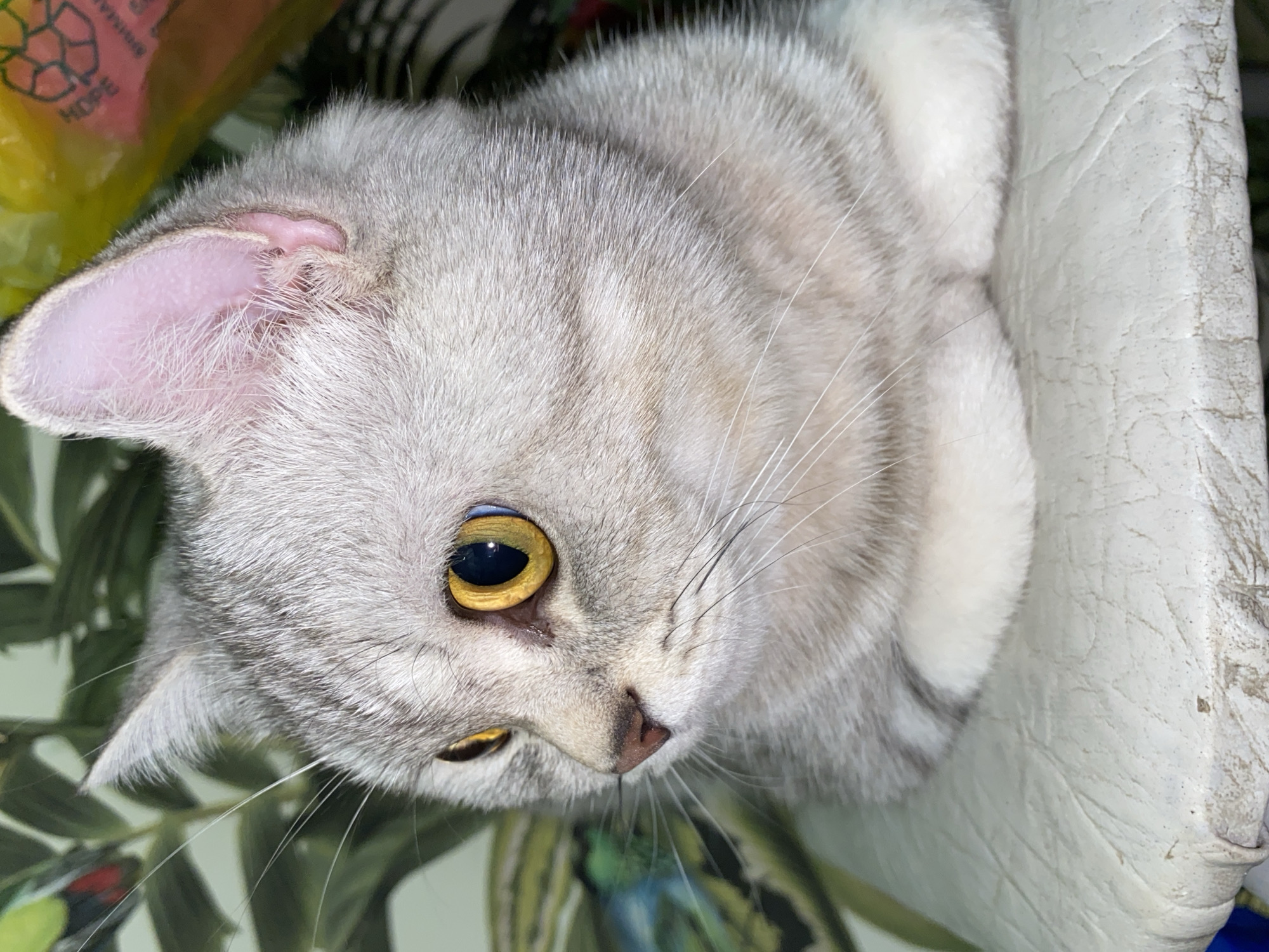 A silver tabby cat with large yellow eyes is curled up on a white surface. The cat has visible stripes and a pink ear. The background includes a floral pattern and part of a yellow plastic bag. The location is not discernible from the image. No people are visible.