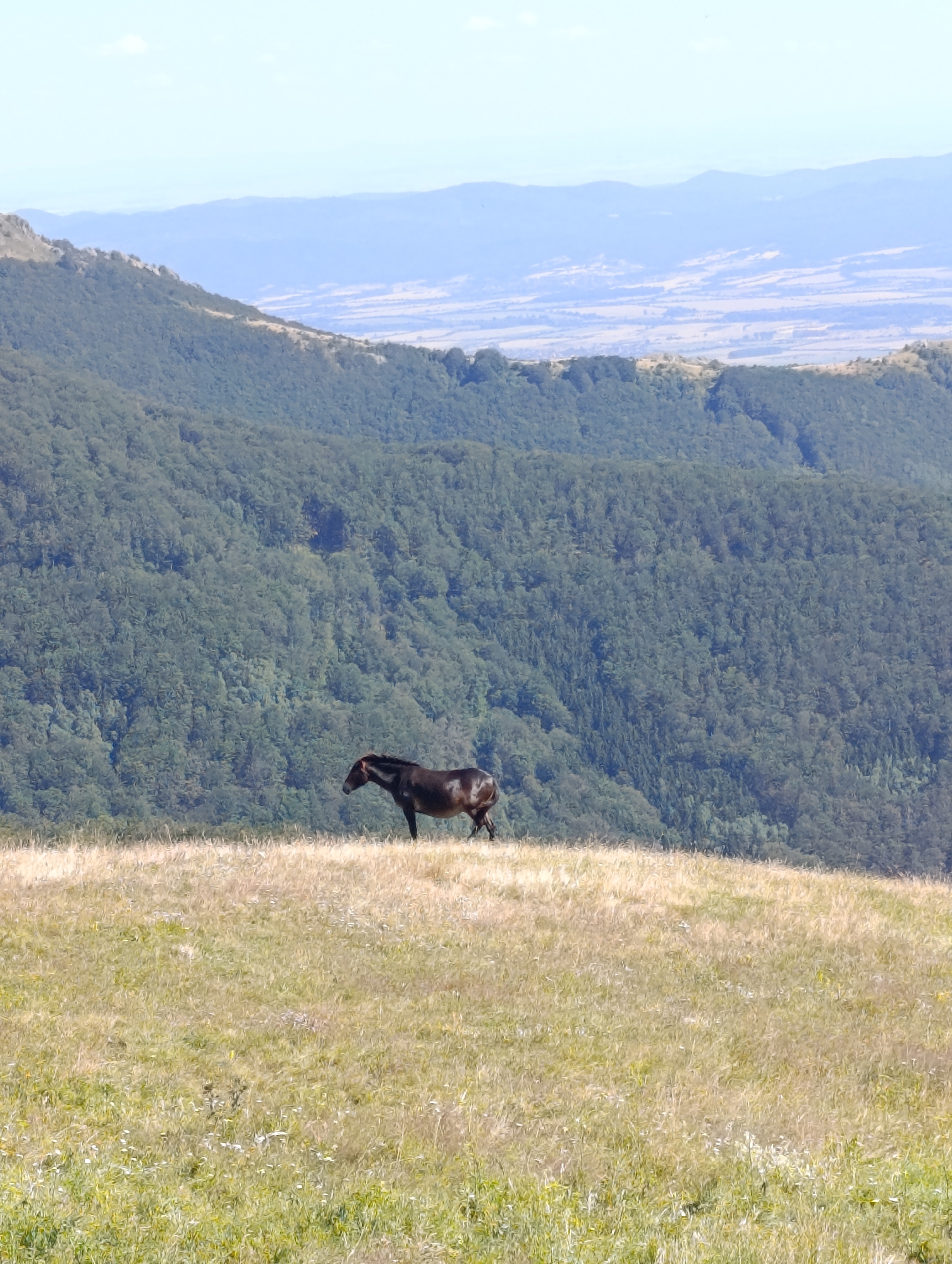 In Shipka, Bulgaria, a solitary dark horse stands on a sunlit grassy ridge. The horse is facing to the left and appears to be grazing. Behind the ridge, a dense, dark green forest blankets a steep mountainside, which in turn gives way to a series of receding, hazy blue mountain ranges under a pale sky. The foreground is a field of dry, golden grass, interspersed with smaller green shoots and white wildflowers.