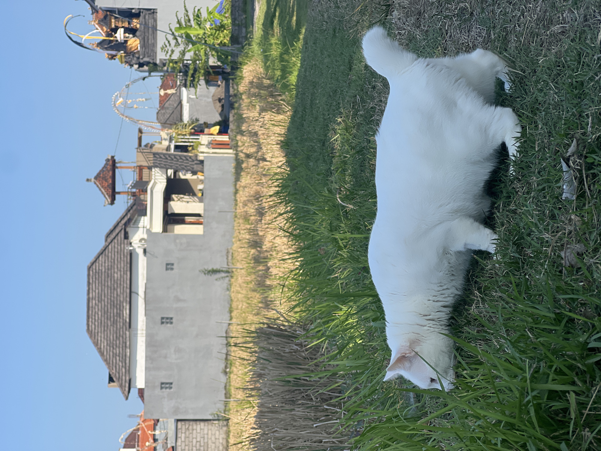 In the city of Sukawati, Indonesia, a white cat with light pink ears is captured in profile, its head lowered to sniff the green grass. The cat is positioned in the foreground, on the left side of the frame, with its body extending towards the right. Behind the cat, a field of dry, golden grass stretches into the middle ground. In the background, a cluster of houses with grey walls and tiled roofs are visible under a clear blue sky. Some of the houses feature traditional Balinese architectural elements, such as tiered roofs and ornate decorations. The overall scene depicts a domestic cat in a rural or semi-rural environment in Indonesia.