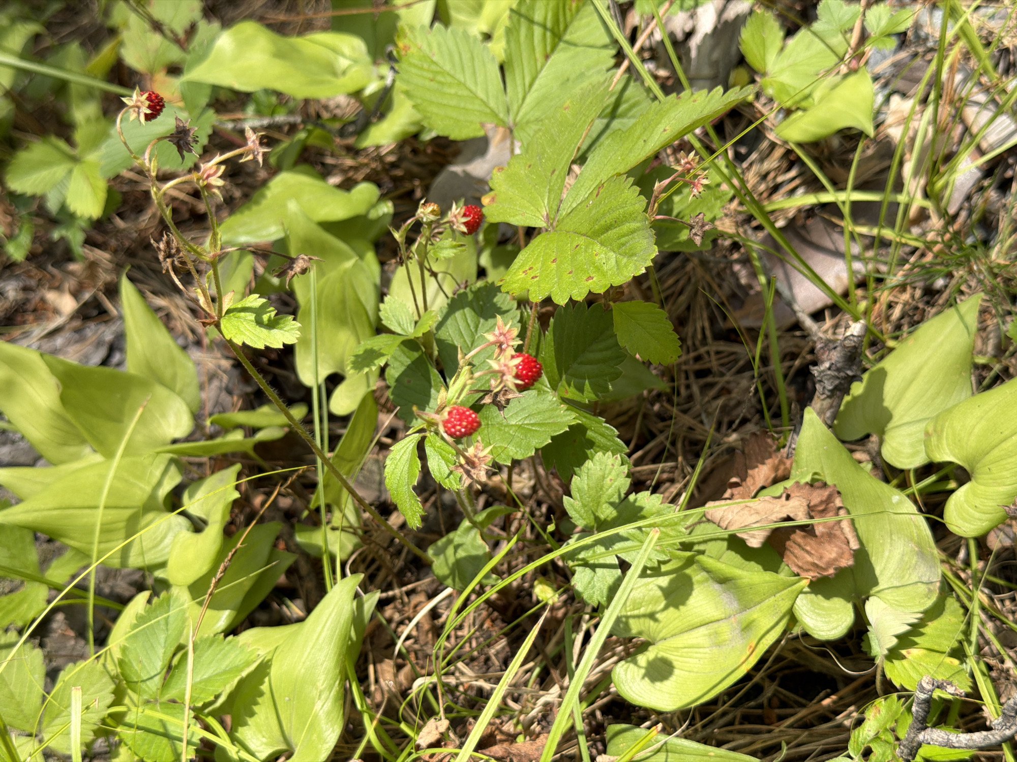 The image depicts a close-up view of wild strawberries growing in a forest floor setting. Several small, red wild strawberries are visible on slender stems, surrounded by lush green leaves and some dried pine needles and twigs. The overall environment appears to be natural and somewhat shaded, with dappled sunlight filtering through. There are no people or buildings visible in the image. The location is identified as Askat, Russia.