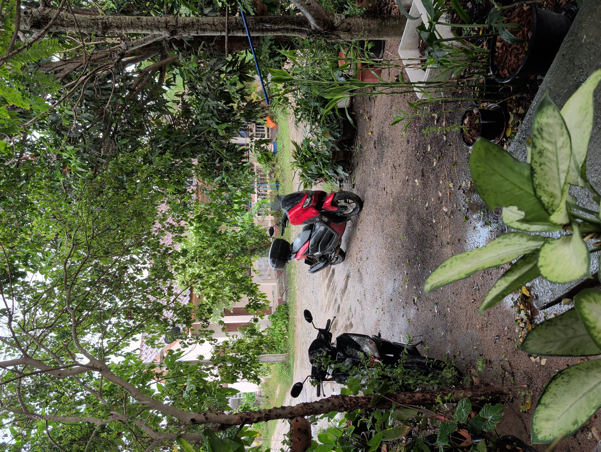 The scene depicts a narrow, outdoor pathway in Thong Sala, Thailand, likely a residential area. The pathway is unpaved, appearing to be composed of packed dirt or gravel, and appears wet, possibly from recent rain. Two motorbikes are parked along the pathway. One is red and black and positioned further down the pathway, while the other is black, closer to the viewer. The pathway is lined with potted plants and foliage on both sides, which are common features of homes in Thailand. Trees provide a canopy overhead, partially obscuring the view of buildings or houses in the background. The overall impression suggests a typical residential street or lane in Thong Sala.