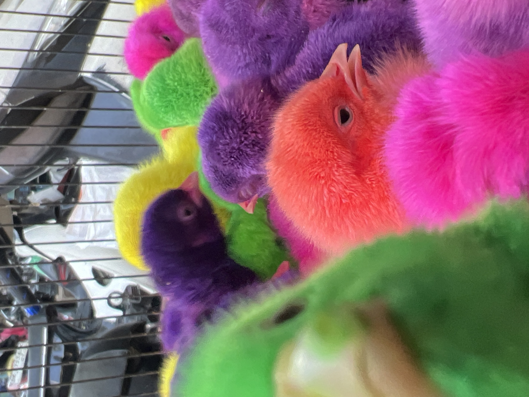 The image shows a close-up view of several brightly colored chicks in a cage. The chicks are dyed in vibrant colors such as pink, purple, green, yellow, and orange. They appear to be huddled together, with some faces visible in focus. The background shows the bars of a cage and a blurry, dark object that could be a motorcycle or other vehicle. This scene is likely from a market in Denpasar, Indonesia, where it is common to find vendors selling dyed chicks, especially around Easter.