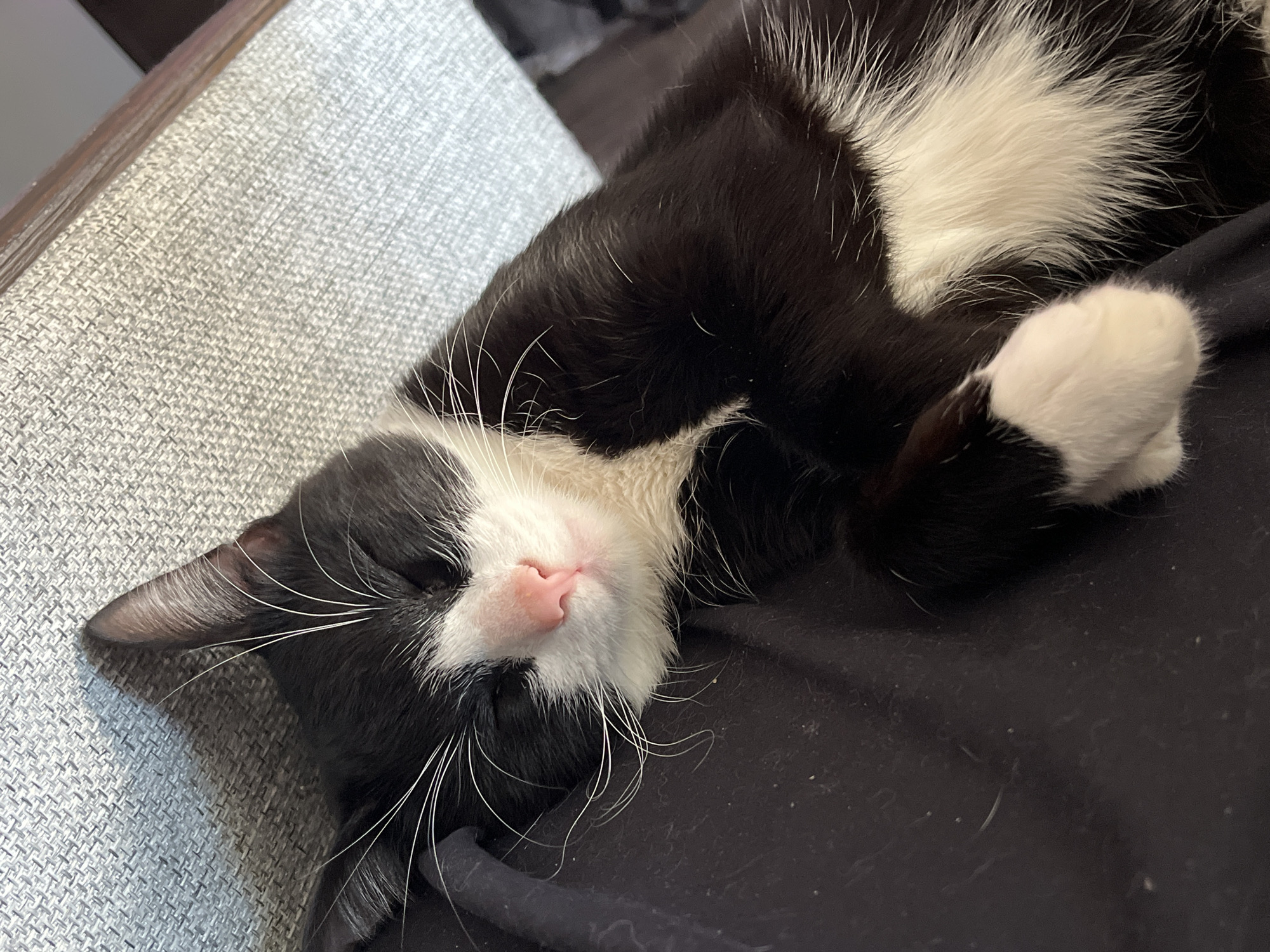 A black and white domestic cat is depicted in a supine position, with its eyes closed, indicating a state of rest or sleep. The animal's fur is primarily black, with distinct white markings on its muzzle, chin, chest, abdomen, and front paw. The visible nose is pink. The cat is positioned on a dark, possibly black, fabric surface. To the upper right of the cat, a light grey, textured fabric material, consistent with upholstery, is present, alongside a visible dark wooden or composite material edge. Illumination is consistent with ambient indoor lighting. The scene is located in Unknown, Russia.