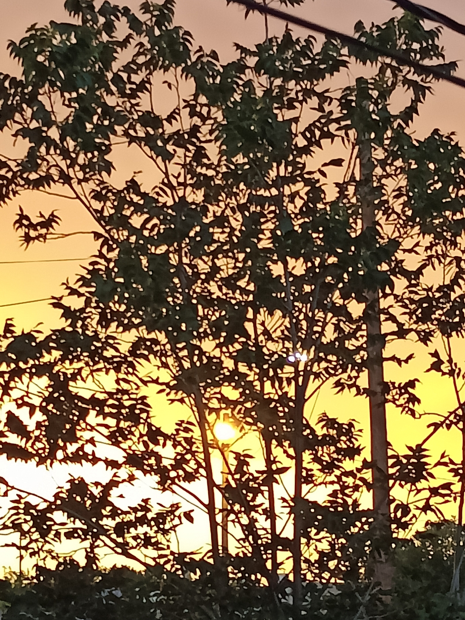 The image shows a silhouette of trees against a vibrant yellow and orange sunset sky. The leaves of the trees are dark and appear dense, with branches crisscrossing the frame. Sunlight peeks through the foliage in places, creating bright spots. In the foreground, there is a hint of dark green foliage at the bottom of the image. There are no people or specific landmarks visible that would indicate a location within the city of Amarillo, United States of America. The scene is natural and depicts a sunset view dominated by the silhouettes of trees.