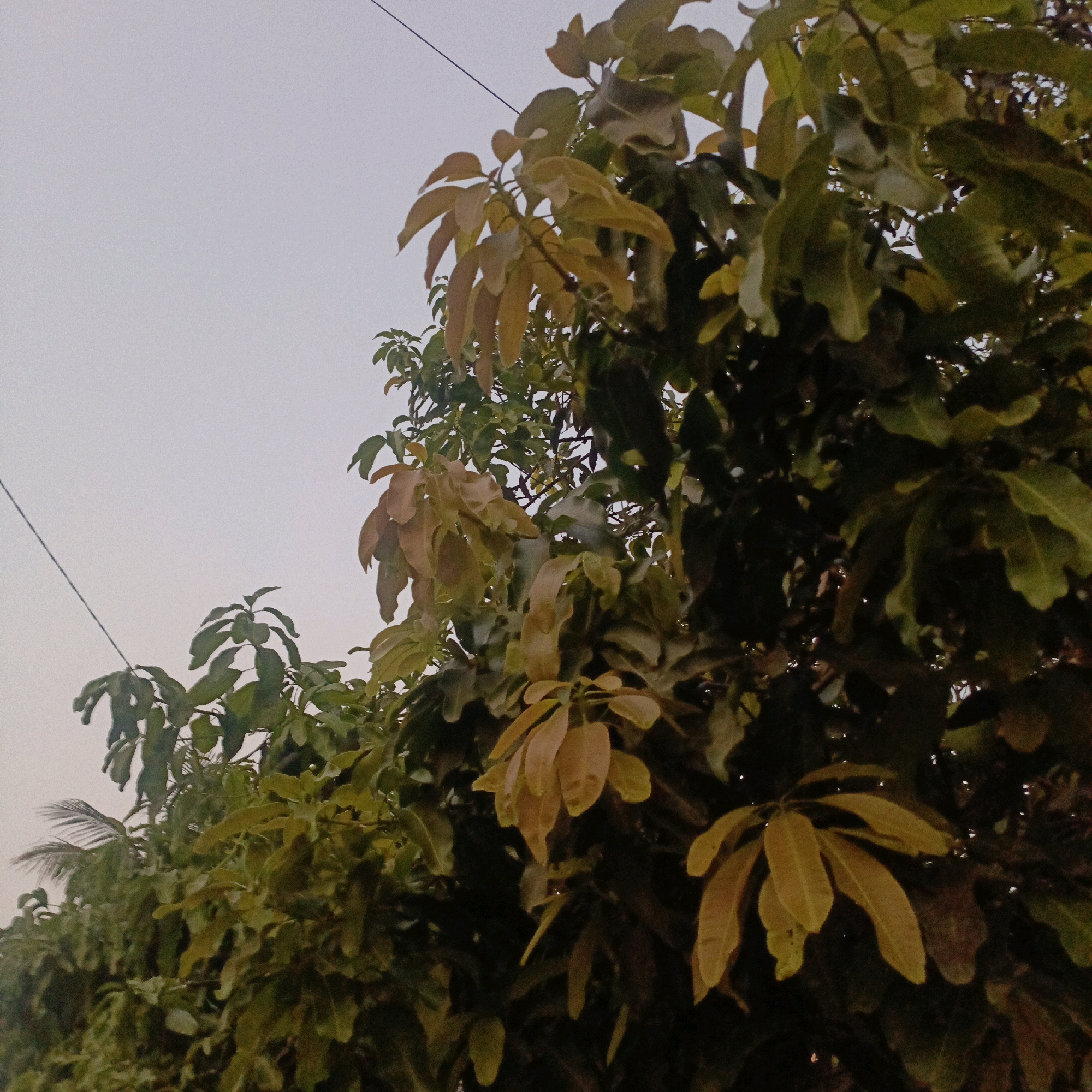 The image depicts a close-up view of a tree with numerous leaves, some of which are a yellowish-brown hue, suggesting they may be transitioning or recently fallen. The leaves are varied in shape and size, with a dense arrangement creating a rich texture. In the background, a pale, overcast sky is visible, with a thin black wire extending diagonally across the upper portion of the frame. The overall impression is one of a natural scene, possibly captured in an outdoor environment within the city of Salatiga, Indonesia, where such foliage and overhead wires are common. No people or specific actions are discernible in the image; it focuses solely on the arboreal elements and the sky.