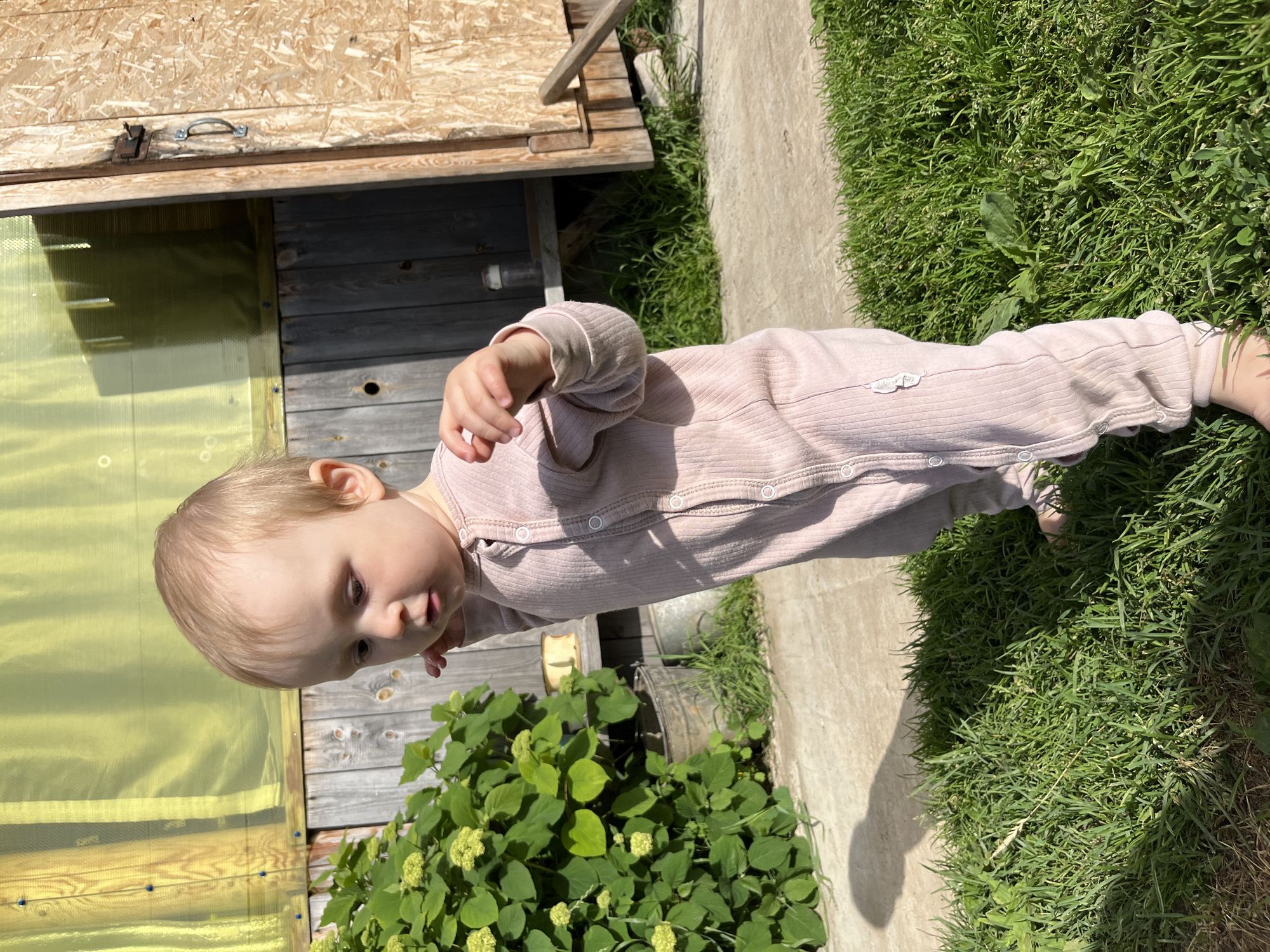 In this vertical, sunlit outdoor photograph, a young child is the central subject, standing on a pathway next to lush green grass. The child, with blonde hair and fair skin, is wearing a light pink, ribbed onesie. They are looking downwards and to the right, with their right hand extended slightly.
Behind the child, to the left, is a rustic wooden structure with a translucent yellow panel on its side, resembling a small shed or greenhouse. The wood appears weathered. A metal latch is visible on the top section of the structure. In front of the structure and to the child's left, there is a dense cluster of green leafy plants with small clusters of light-colored buds.
The setting appears to be a backyard or garden area. The pathway is concrete, and the grass is thick and healthy. The sunlight suggests it is daytime, likely morning or afternoon, casting a shadow of the child to their left. The overall mood is peaceful and captures a moment of childhood exploration in an outdoor environment. There is no visible text in the image.
