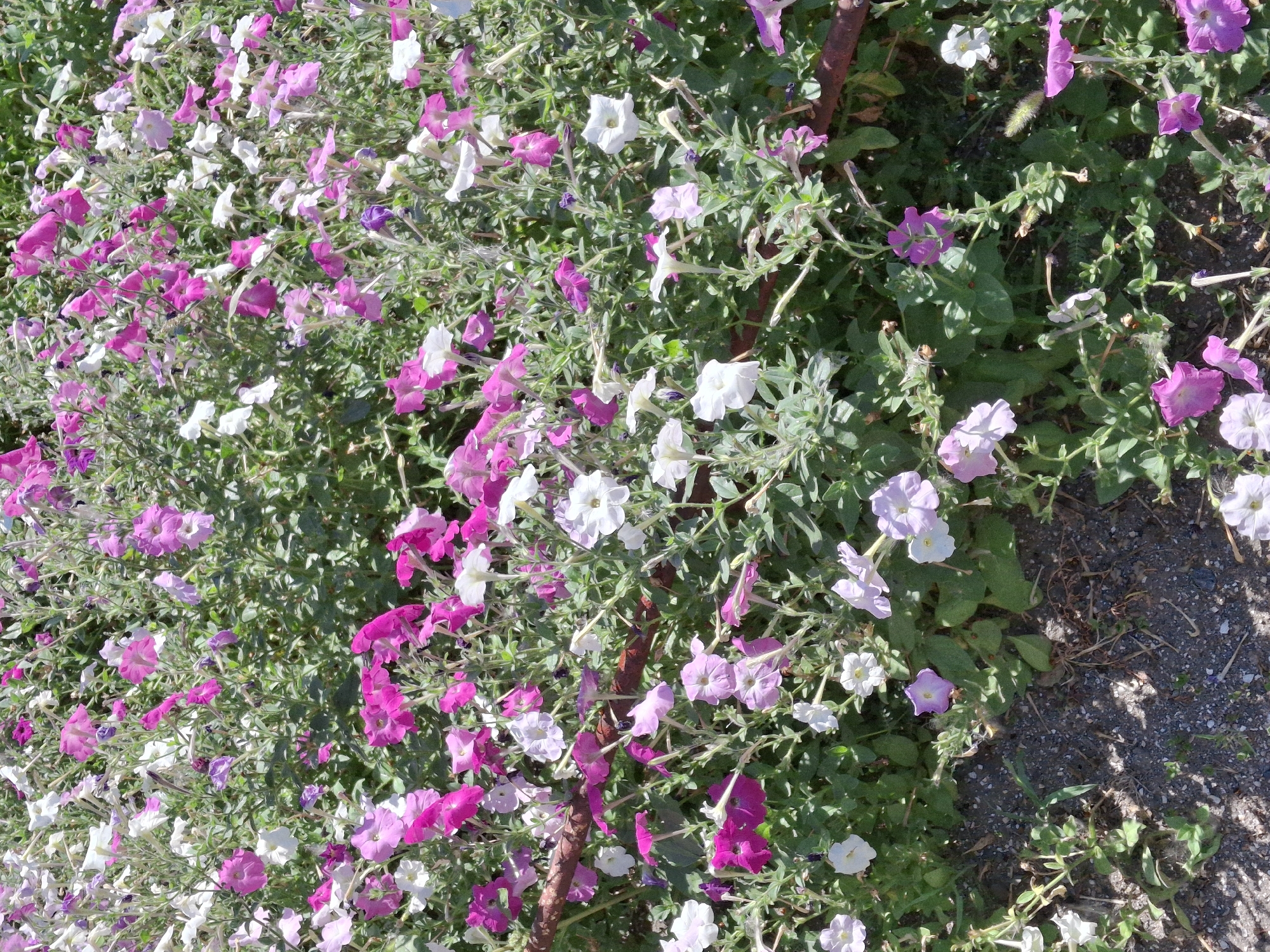 The image shows a dense bed of petunias in a variety of colors, including pink, purple, and white. The flowers are in full bloom and appear healthy. The petunias are growing in a garden bed, with a patch of gravelly soil visible in the lower left corner. A rusty brown, cylindrical object, possibly a support stake or border, runs horizontally through the middle of the frame. The overall impression is one of vibrant natural beauty, suggesting a well-maintained garden or public space. The location is unknown, but the scene depicts a common urban or suburban garden setting.