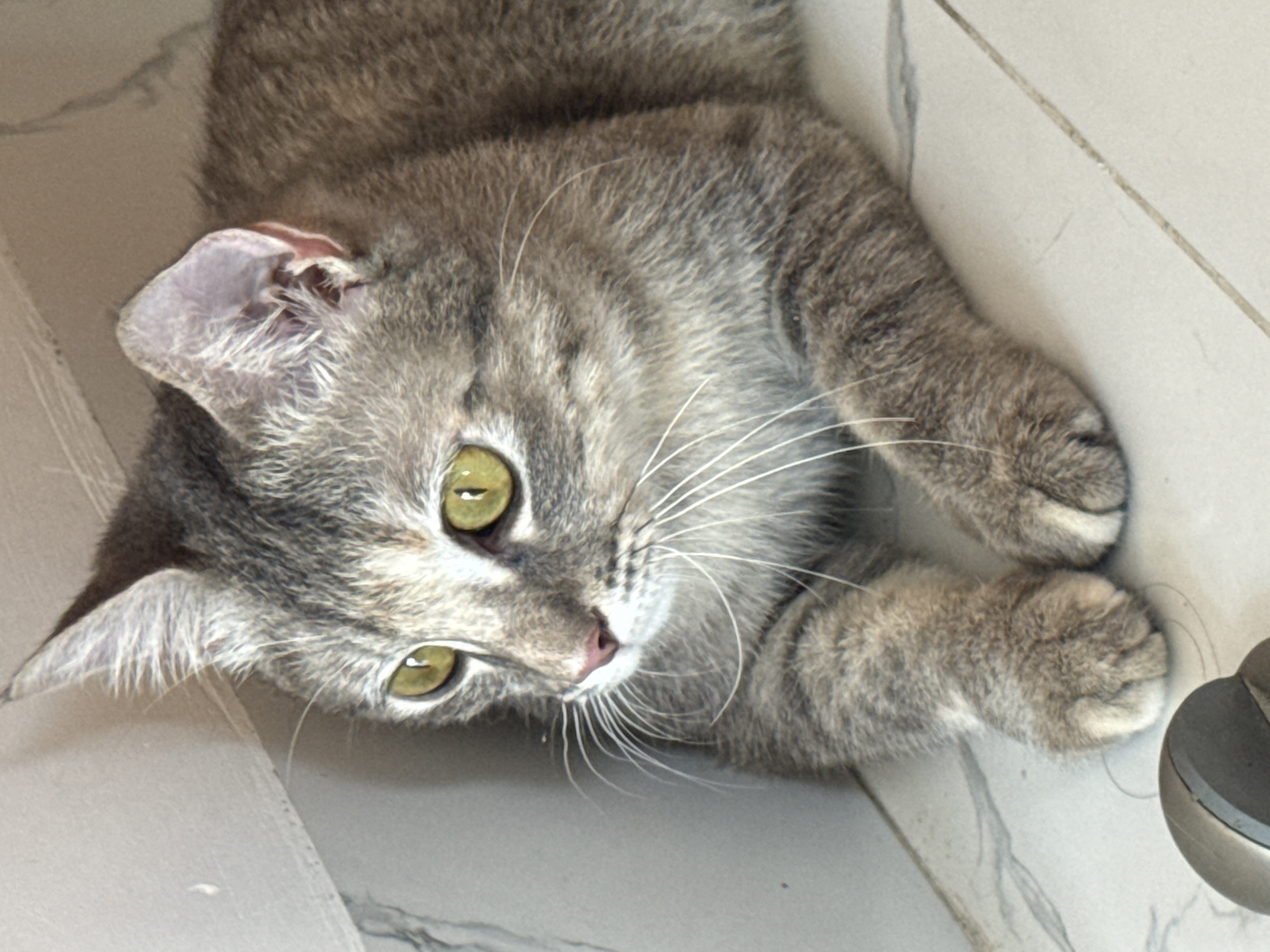 A grey tabby cat with bright yellow eyes is lying on a tiled floor, partially against a wall. The cat is looking to its left. The environment appears to be indoors, with a light-colored tiled floor and a light-colored wall. There is a metal object in the bottom left corner of the image. The location is not specified in the image or associated metadata.