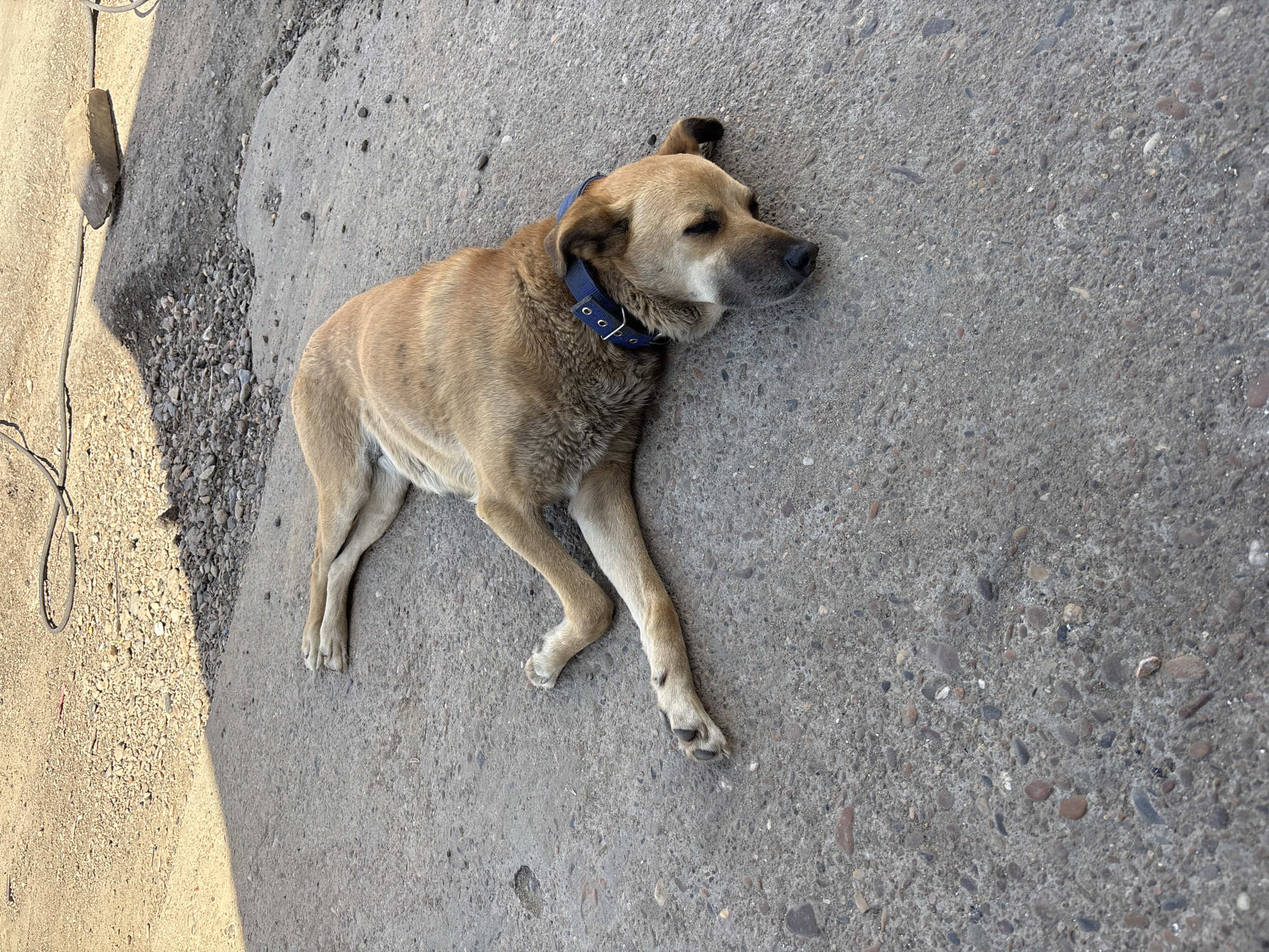 A medium-sized, light brown dog with a blue collar is sleeping on a concrete surface in what appears to be an outdoor, urban or semi-urban environment. The dog is lying on its side with its eyes closed and its head resting on the ground. The concrete is rough and textured, with visible aggregate. In the background, there is a gravelly area and a dark shadow cast by an unseen object. A black cable and a light-colored rock are also visible in the background. The lighting suggests it is daytime, possibly late afternoon given the angle of the shadow. There are no people or other animals in the image. The location in Blagoveshchensk, Russia is not explicitly indicated by any visual cues in the image itself.