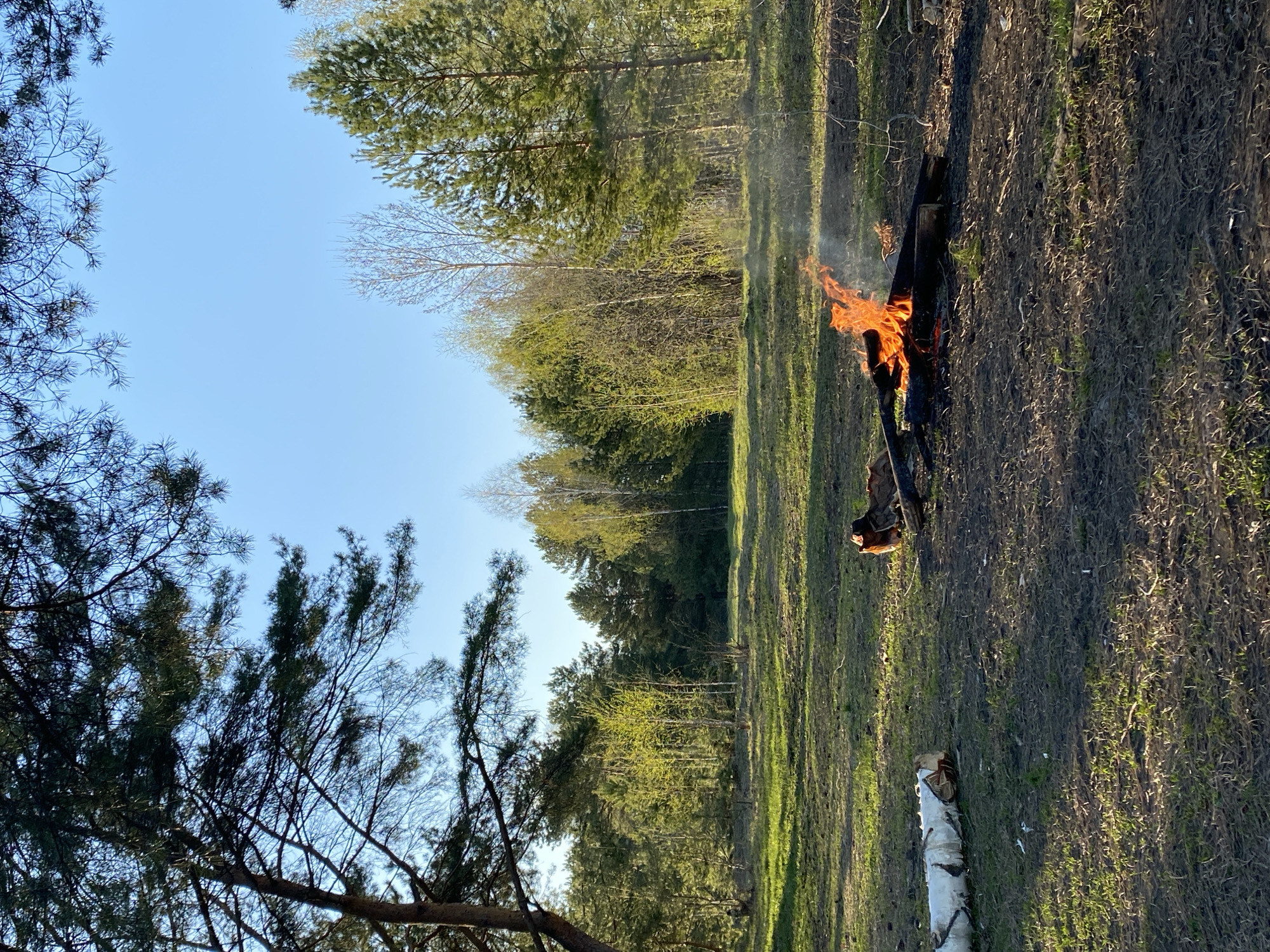 The image shows a daytime scene in a wooded area, possibly near Chaikovsky, Russia. A controlled burn of tree branches and logs is occurring in a clearing. The fire is visible, with flames rising from the wood. The surrounding ground is covered in dry grass and patches of green vegetation. Trees frame the scene, with a clear blue sky visible above. There are no people or animals visible. A white birch log lays on the ground near the fire.