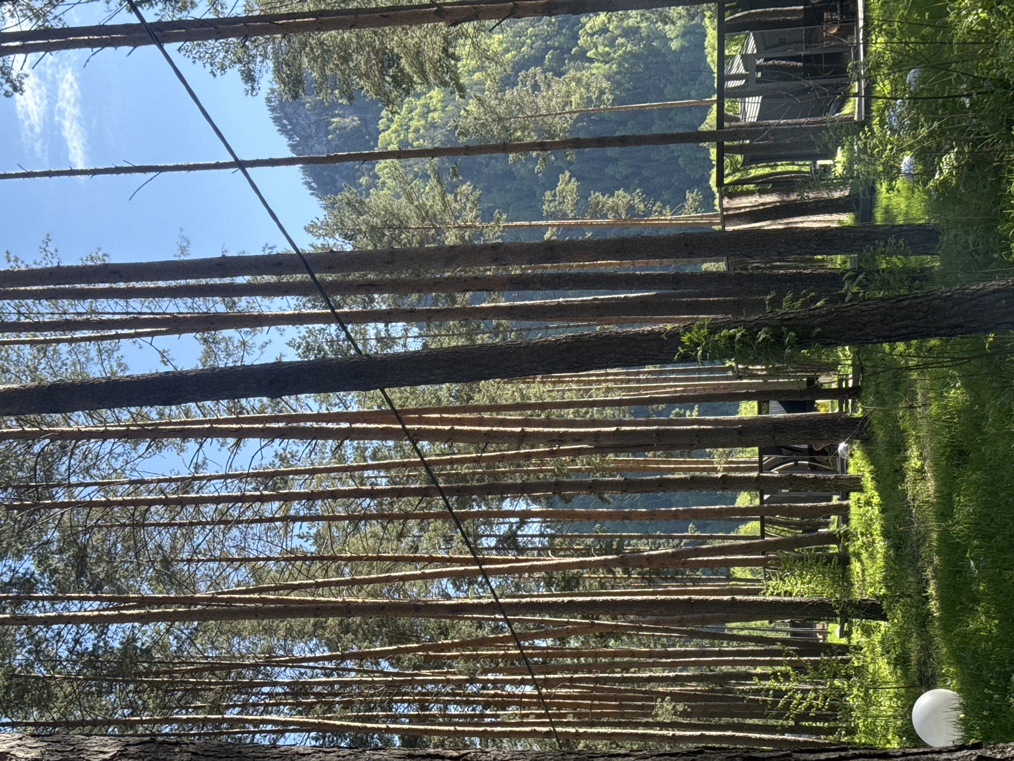 The image shows a dense pine forest, likely located near Ust'-Muny, Russia, based on the prompt. The trees are tall and straight, with brown trunks and green foliage visible against a bright blue sky. The perspective is looking upward through the trees. A few structures or buildings are partially visible on the right side of the image, appearing through the tree trunks. The ground is covered with green grass and vegetation. A thin cable or wire runs diagonally across the frame. A single white, spherical object (likely a lamp or decoration) is present in the lower right corner near the forest floor. The scene appears to be bathed in sunlight.