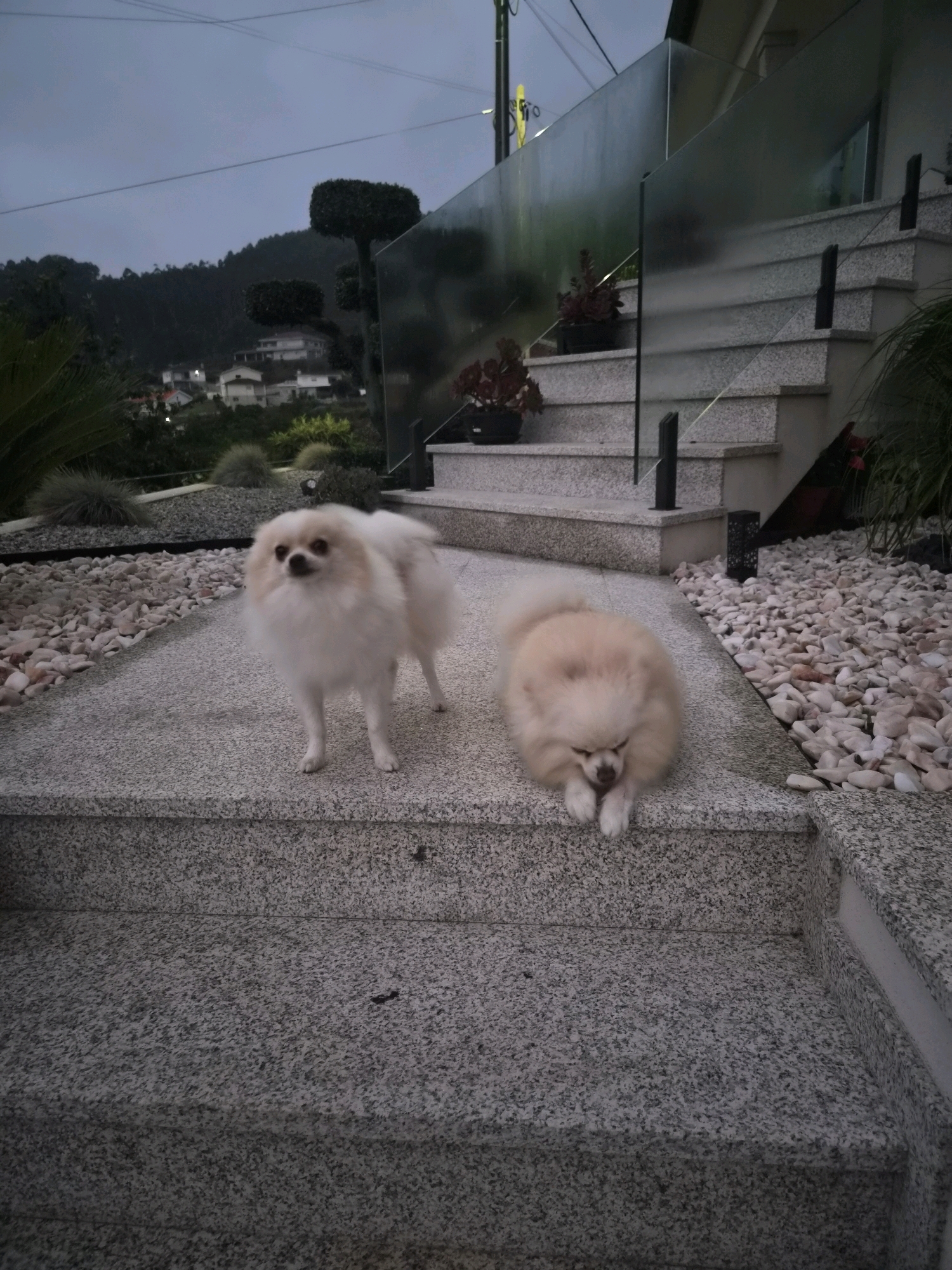 Two Pomeranian dogs are on a speckled gray granite staircase. One dog, light cream colored, stands facing left with its head turned towards the camera. The other dog, a darker cream color, is lying down on the step with its head resting on its paws, facing right. The staircase is adjacent to a pathway made of small, light-colored pebbles. In the background, a modern house with a glass railing and more granite stairs is visible, along with a hilly landscape covered in trees and houses. The sky is overcast and gray, suggesting it is dusk or a cloudy day. This scene is located in Barcelos, Portugal.