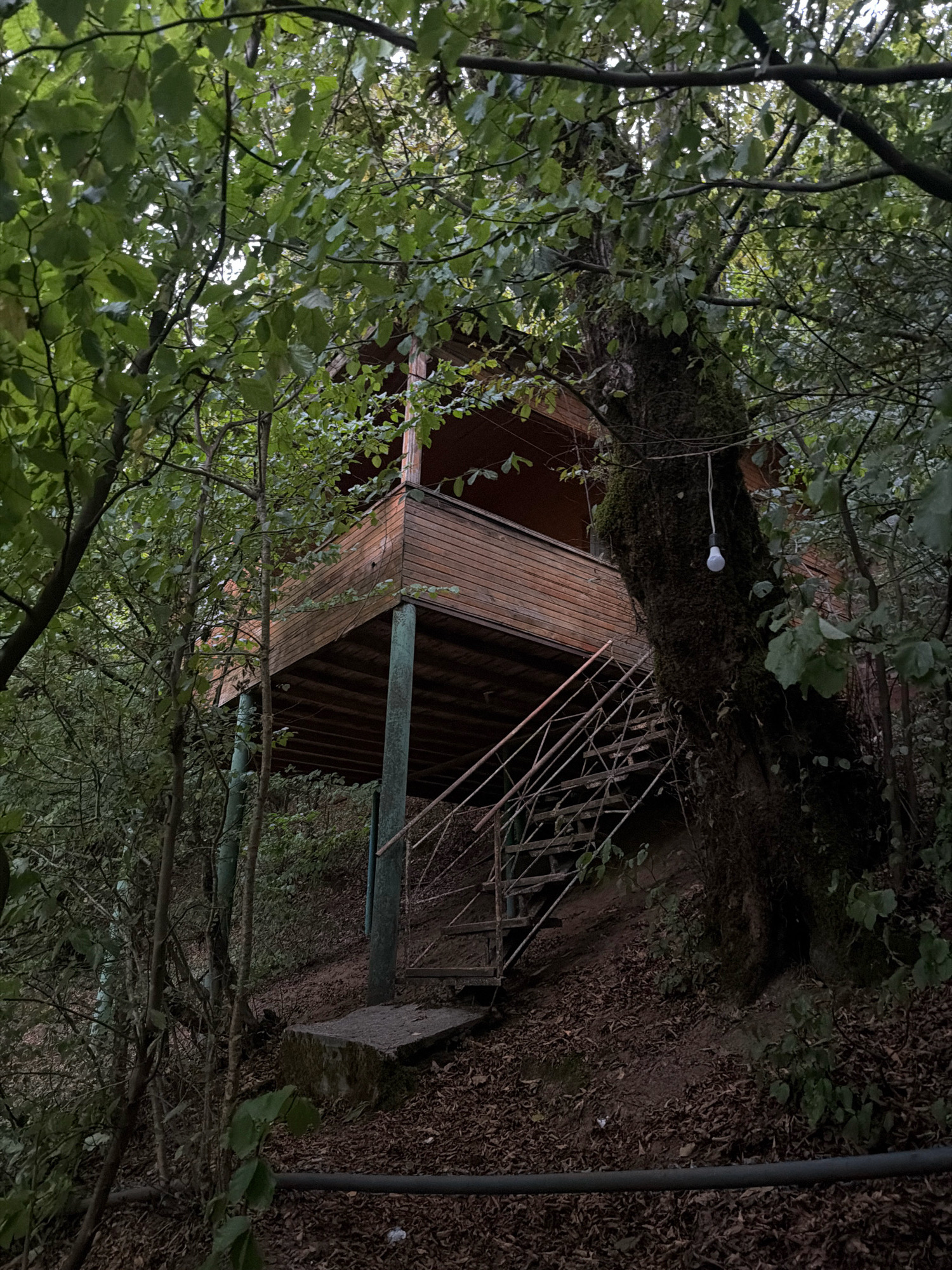An elevated wooden structure with a balcony sits nestled amongst dense foliage in a wooded area. The structure, supported by teal-colored posts, features a staircase leading up to it. A bare light bulb hangs from a wire attached to a large, moss-covered tree beside the structure. The ground is covered in fallen leaves and dirt, suggesting a natural, outdoor setting. The scene is located in the city of Masalli, Azerbaijan, and appears to be a secluded, rustic retreat.