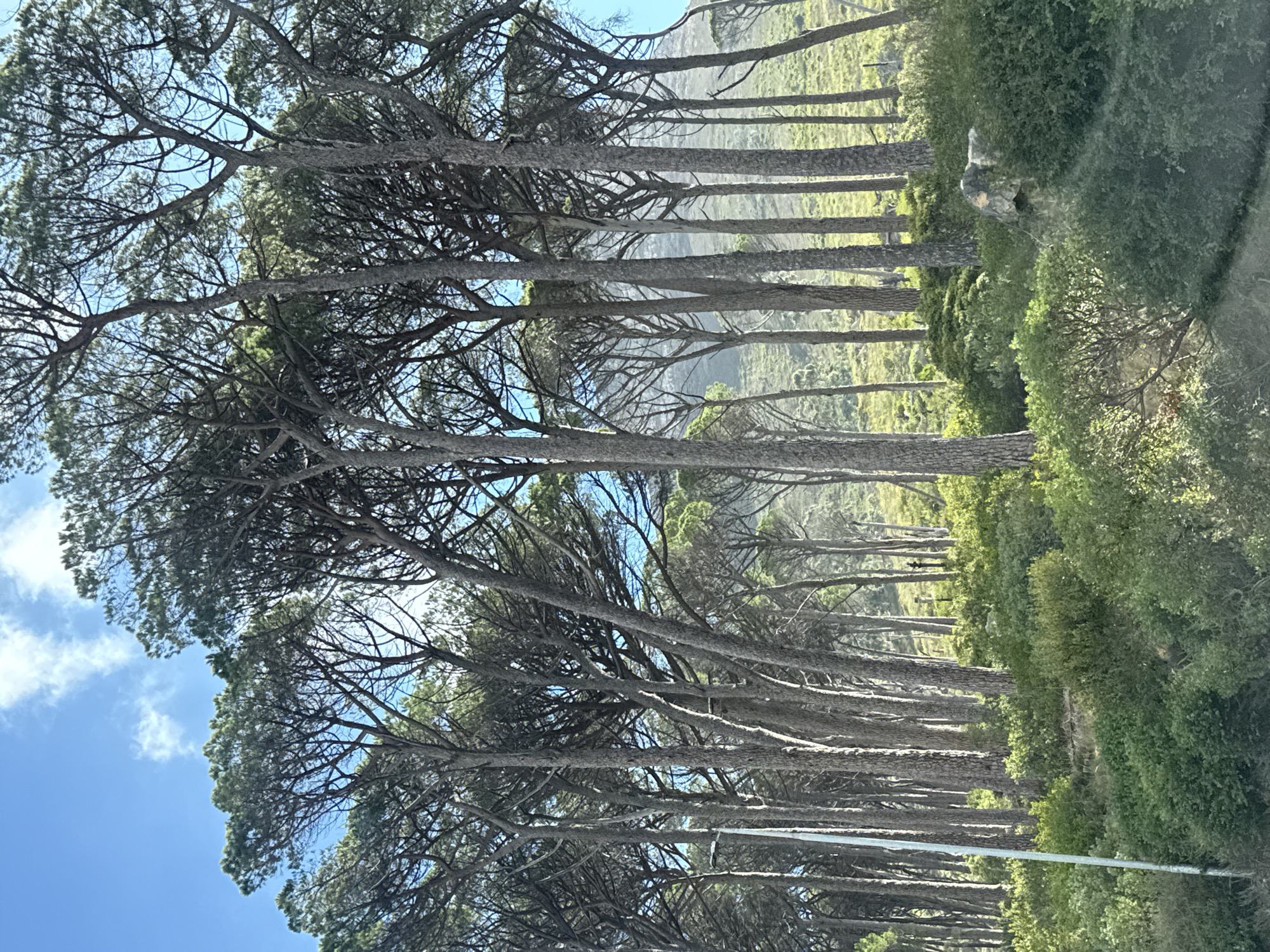 The image captures a scene of tall pine trees in Cape Town, South Africa. The trees dominate the view, their trunks standing close together and stretching upwards towards a blue sky with scattered clouds. The branches form a dense canopy overhead, filtering the sunlight. A hillside is visible in the background, covered in green vegetation. The trees are lined in a row with foliage to the side of them. A group of people walking in the distance between the trunks, are barely visible. The setting suggests a natural environment on the edge of the city, a place where people might stroll along a path beneath the trees.