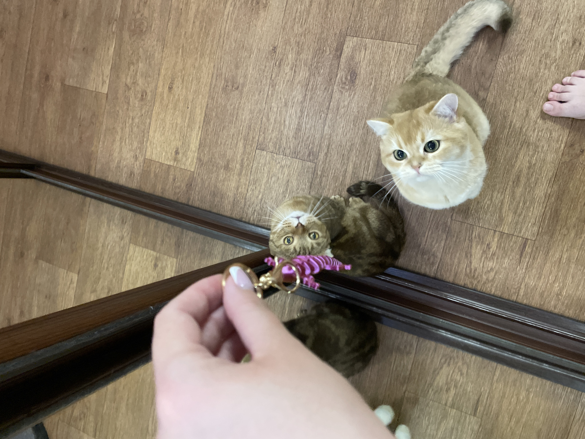 A person's hand holds a keychain with a pink ribbon in front of a mirror, near two cats. One cat, a tabby, is reflected in the mirror. Another cat, a golden British Shorthair, sits on a wooden floor, looking up at the person. The scene takes place indoors, on a wooden floor. The location is not specified.