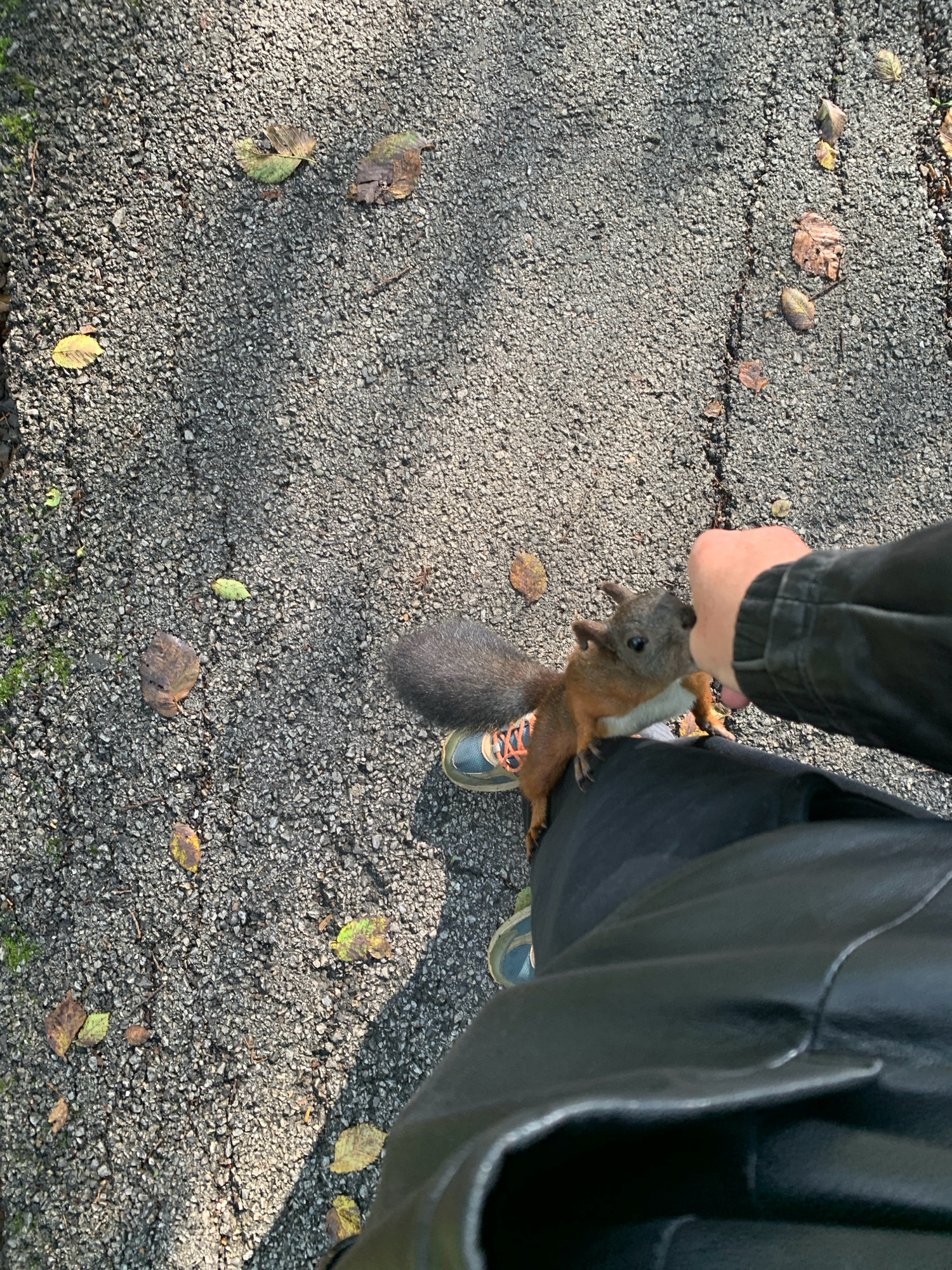 The image shows a person's legs and hand interacting with a squirrel on a gravel path. The squirrel is perched on the person's knee, and the person's hand is extended towards it. Fallen leaves are scattered on the ground, suggesting an outdoor, possibly park-like setting. The individual is wearing dark pants and a black jacket, with athletic shoes visible on their feet. The overall scene is mundane and does not provide any specific visual clues to indicate its location in Prokopyevsk, Russia.